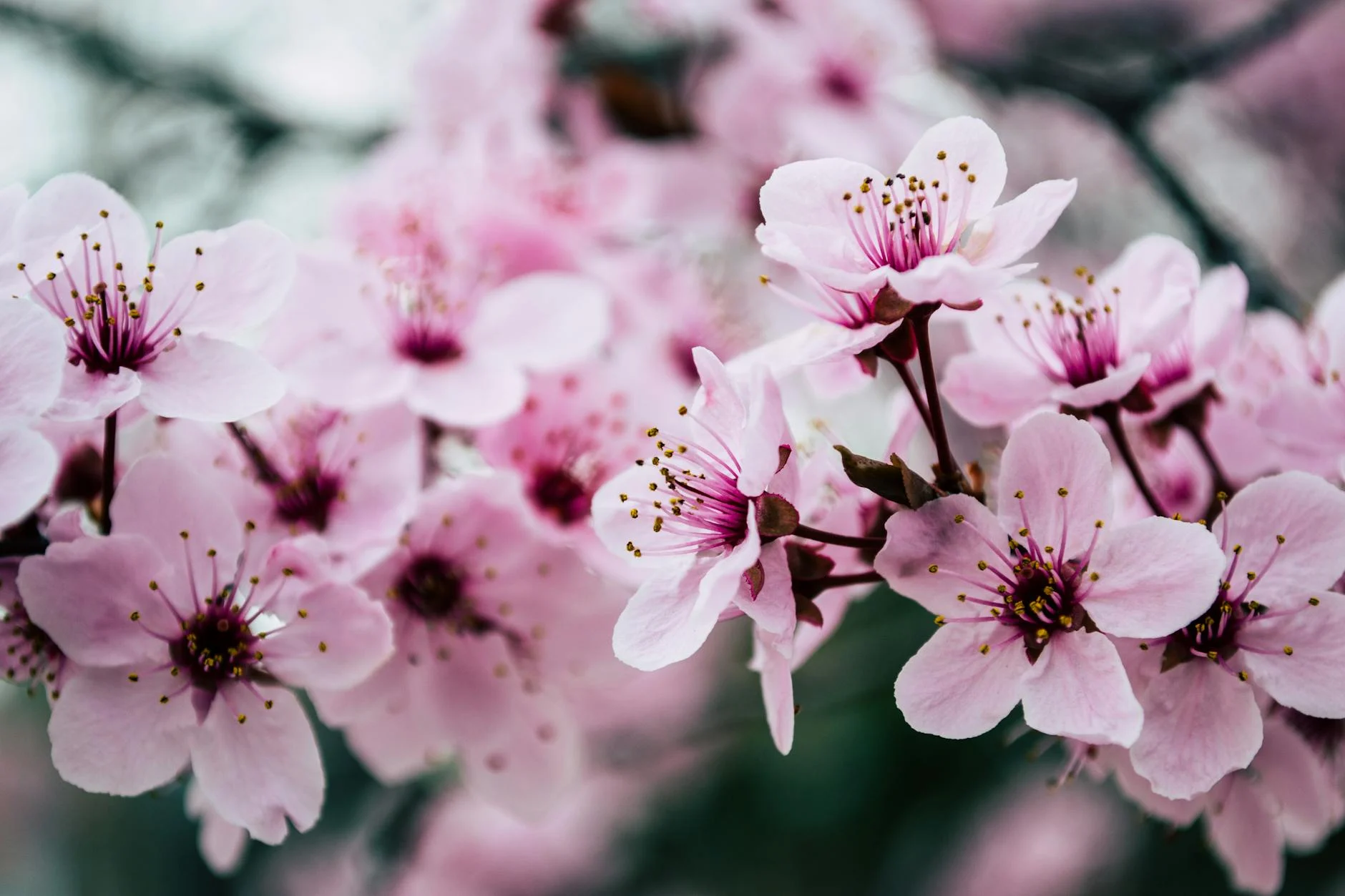 Abundance