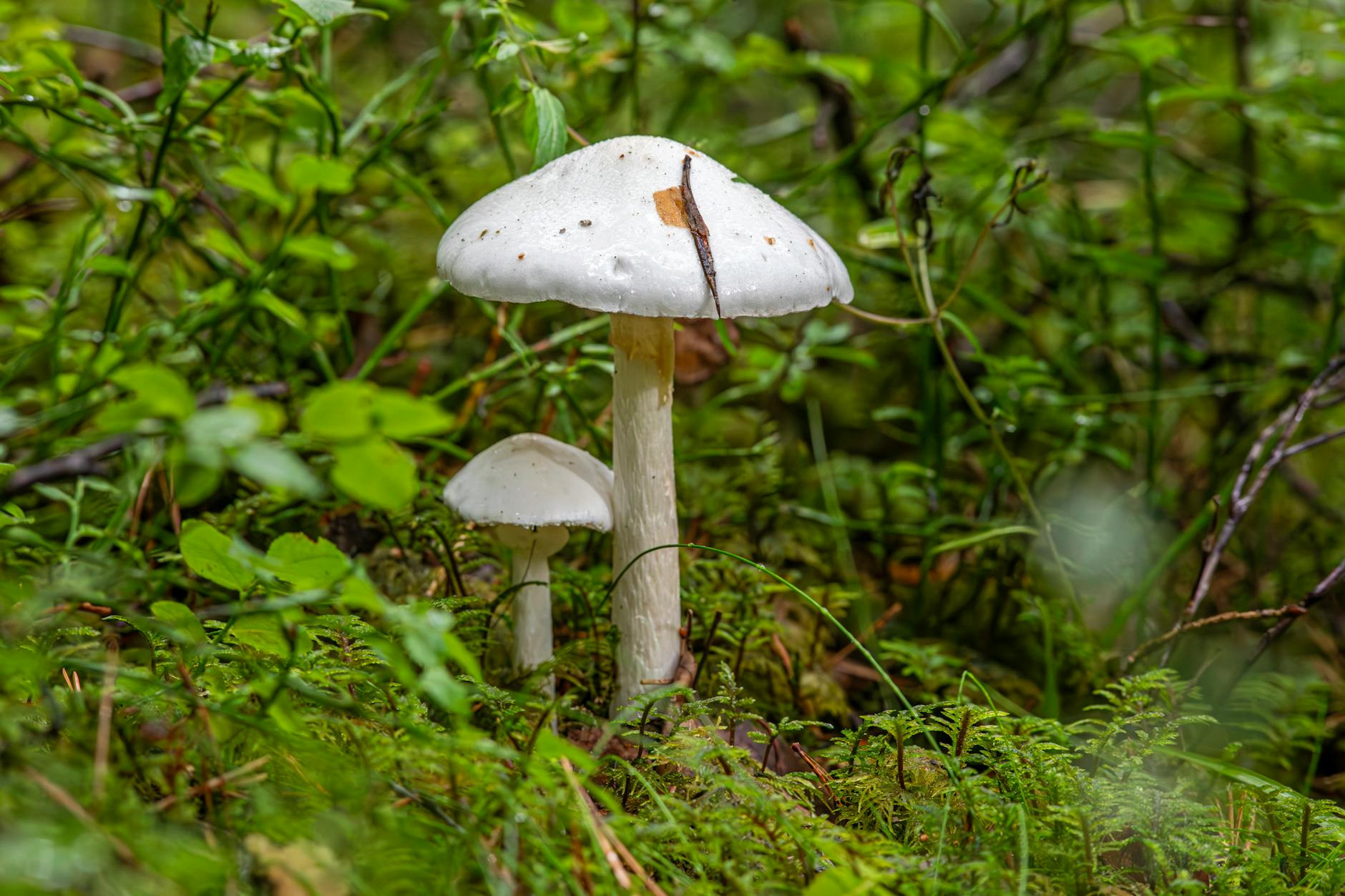 Amanita (Аманита) — род грибов в лесу