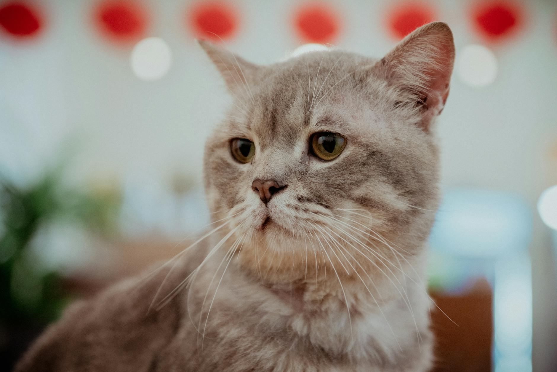 Animal (Животное) — живое существо, например, собака или кошка