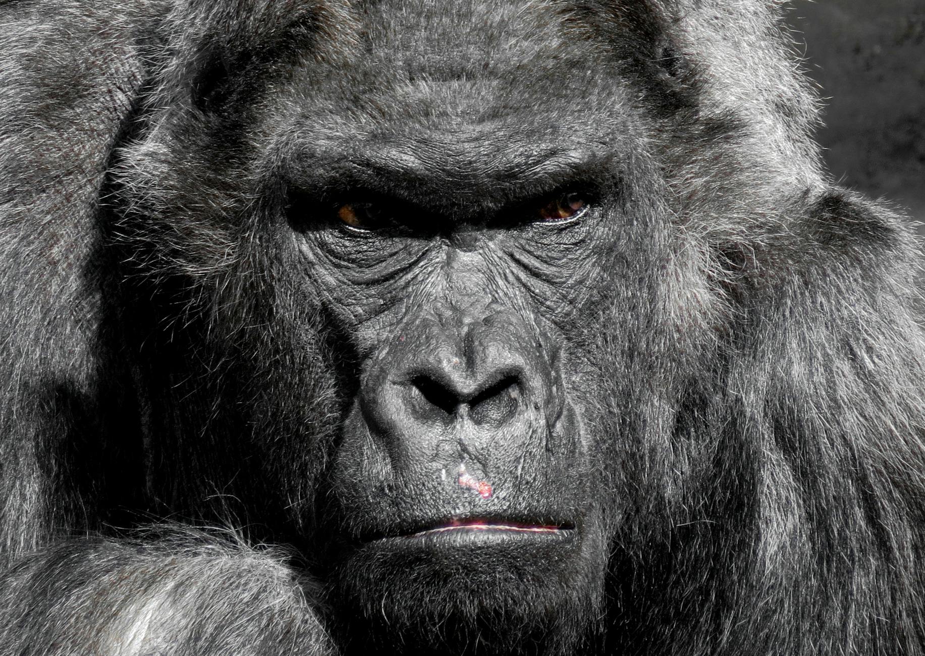 Ape (Обезьяна) — крупное приматное животное