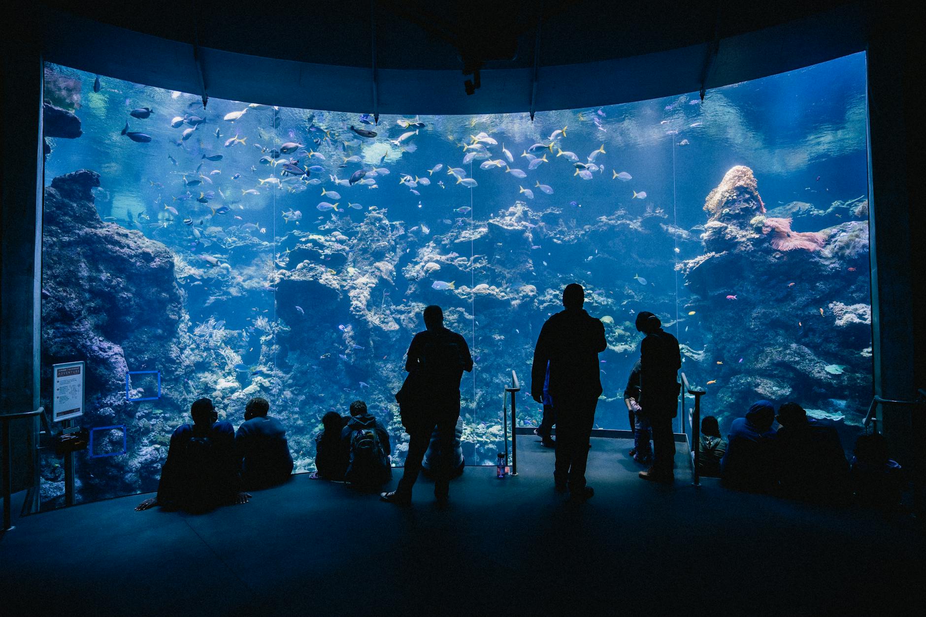 Aquarium (Аквариум) — стеклянный резервуар с рыбами и водными растениями