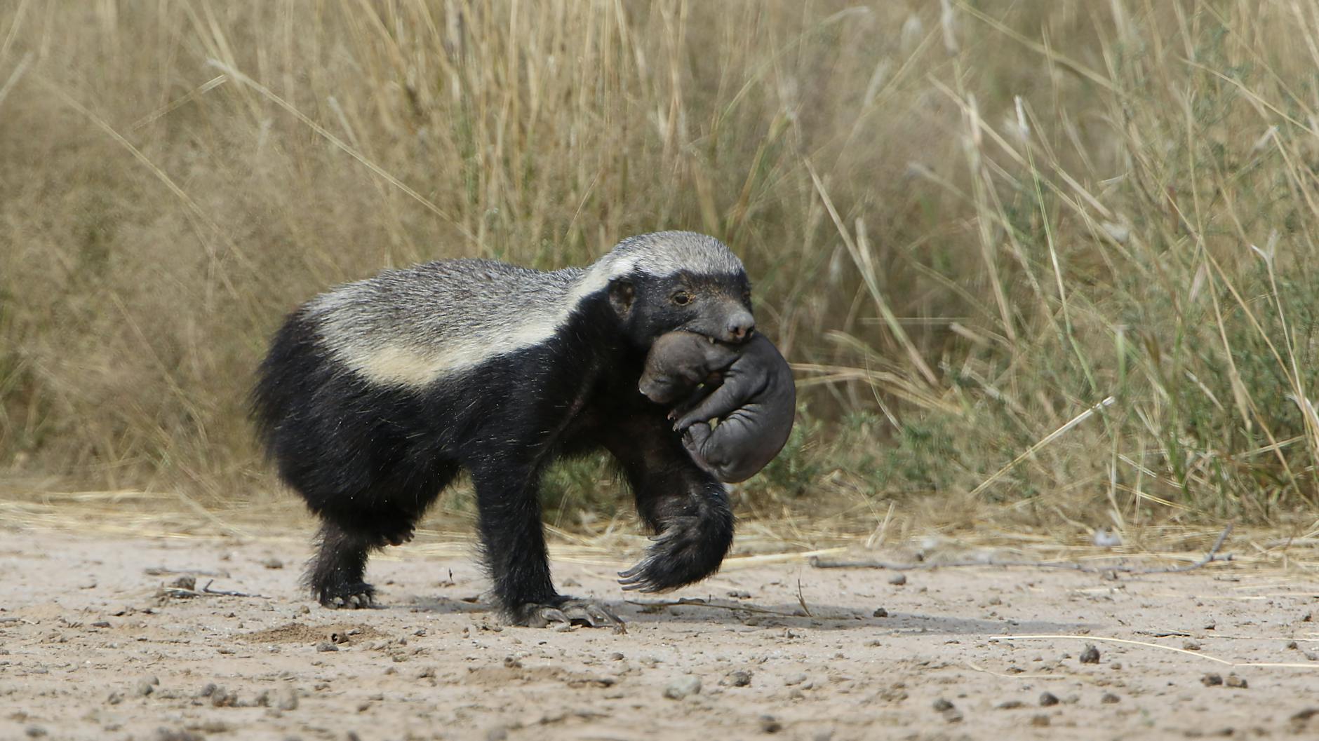 Badger