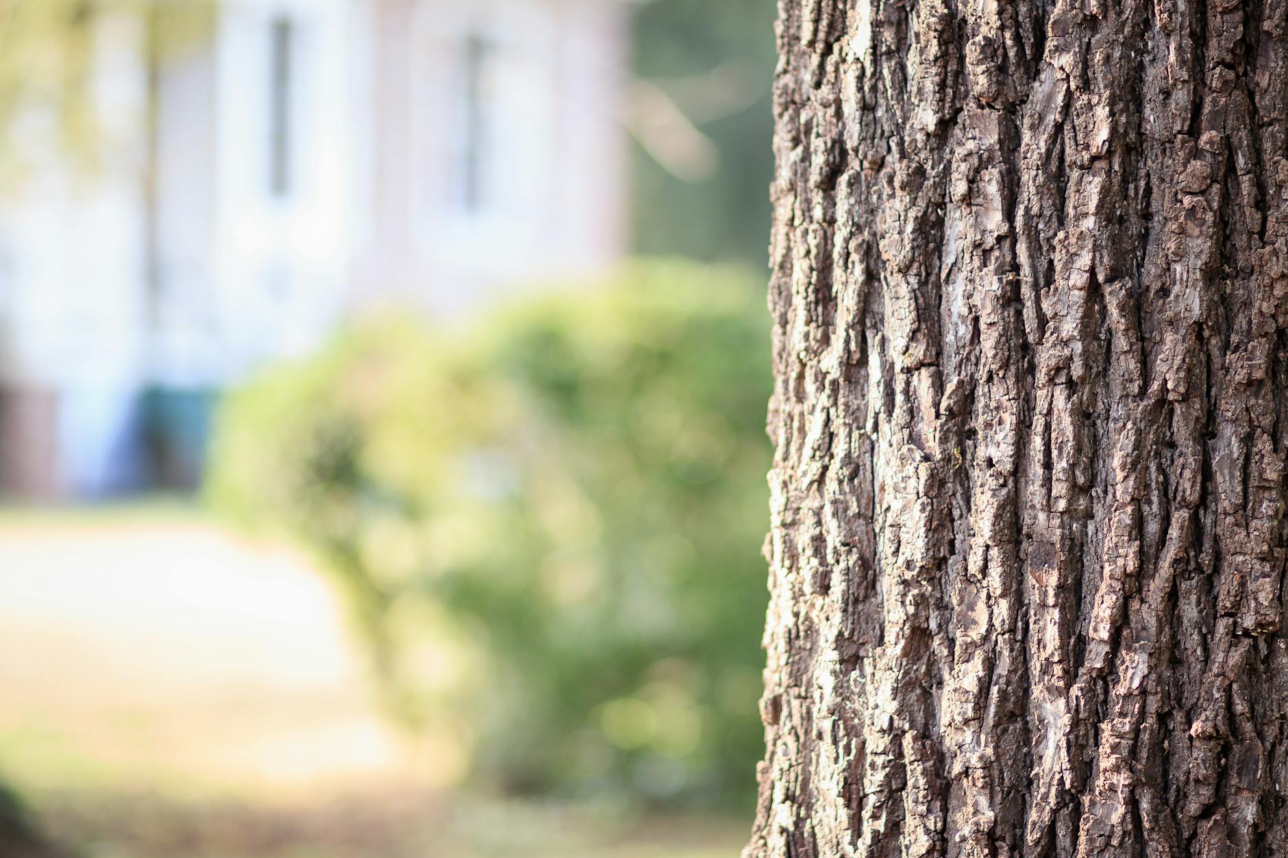 Bark