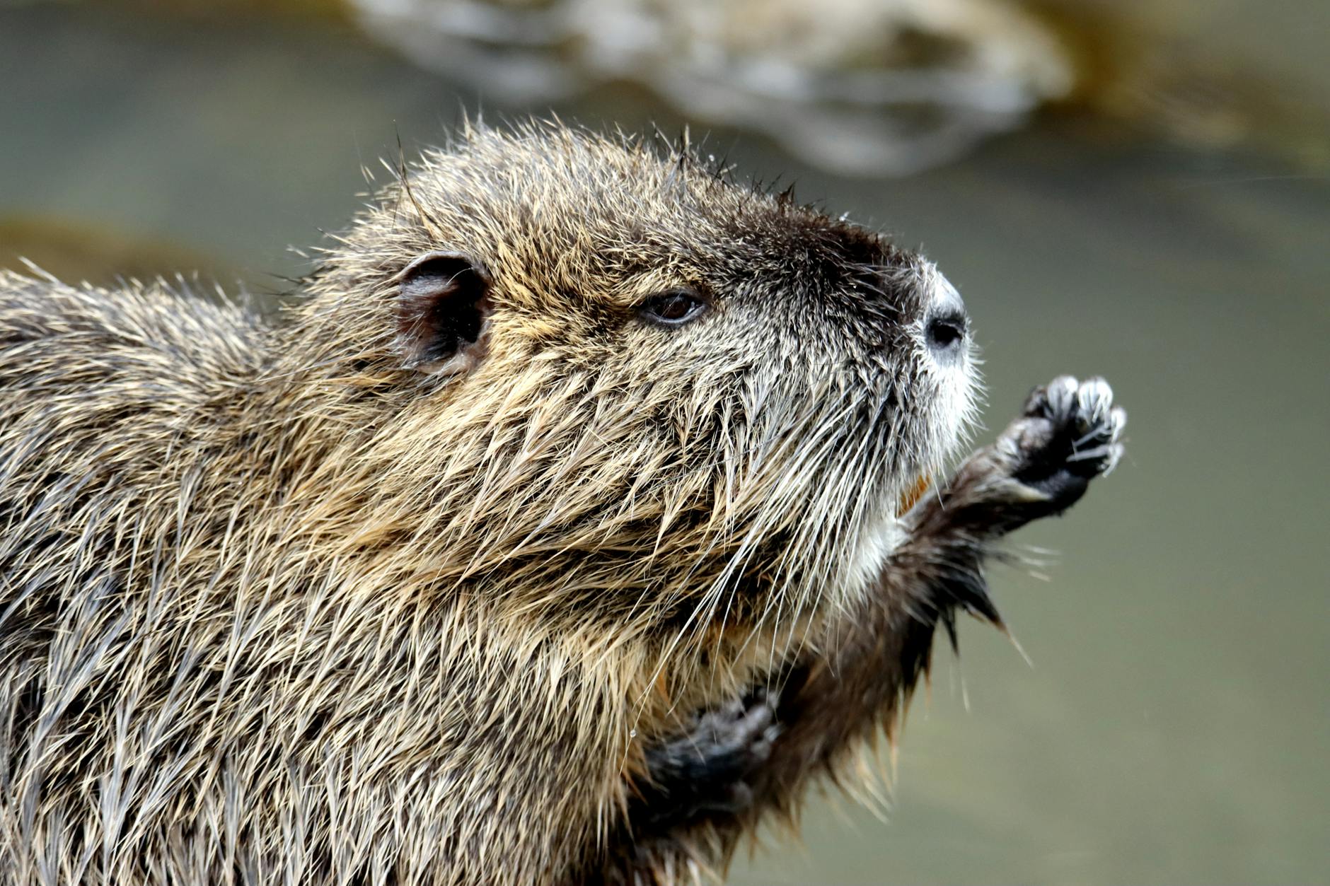Beaver