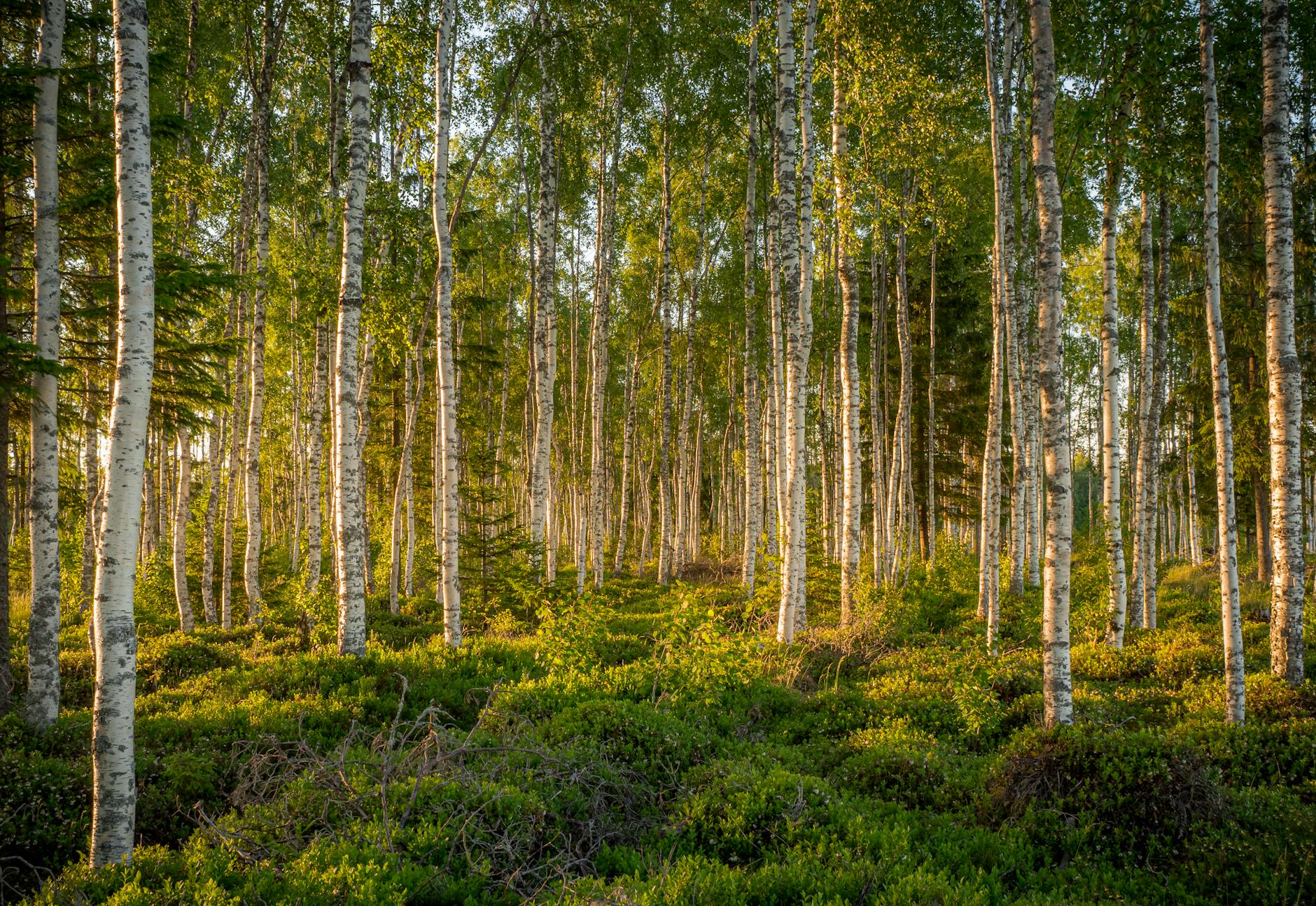 Birch