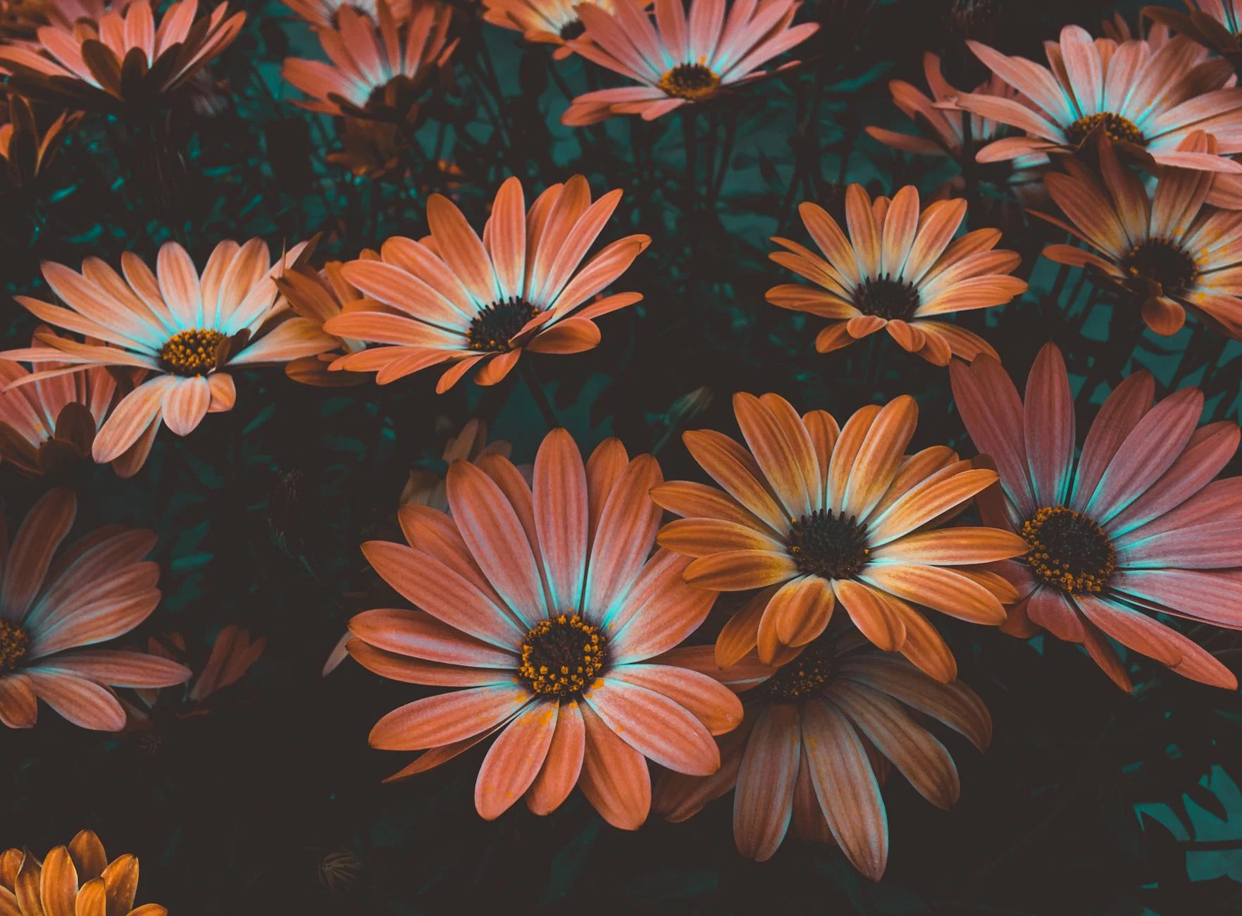 Blooming