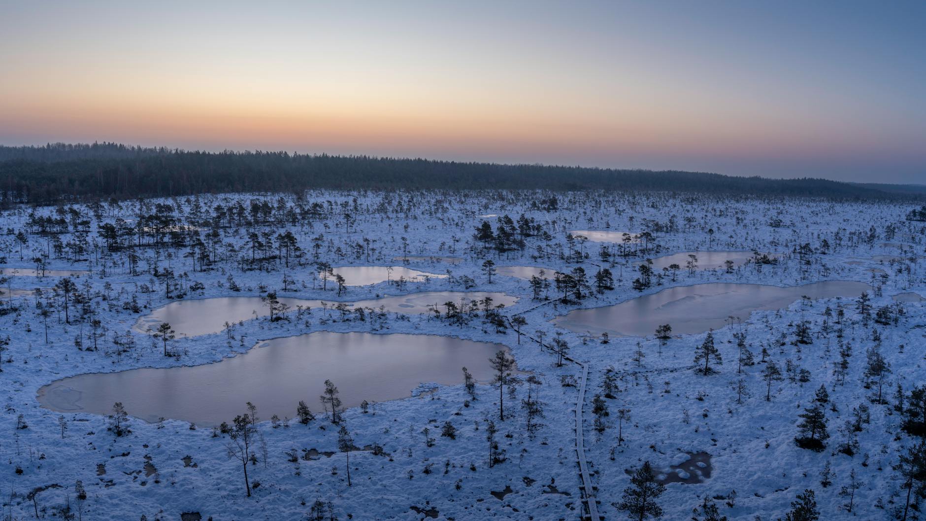 Bog