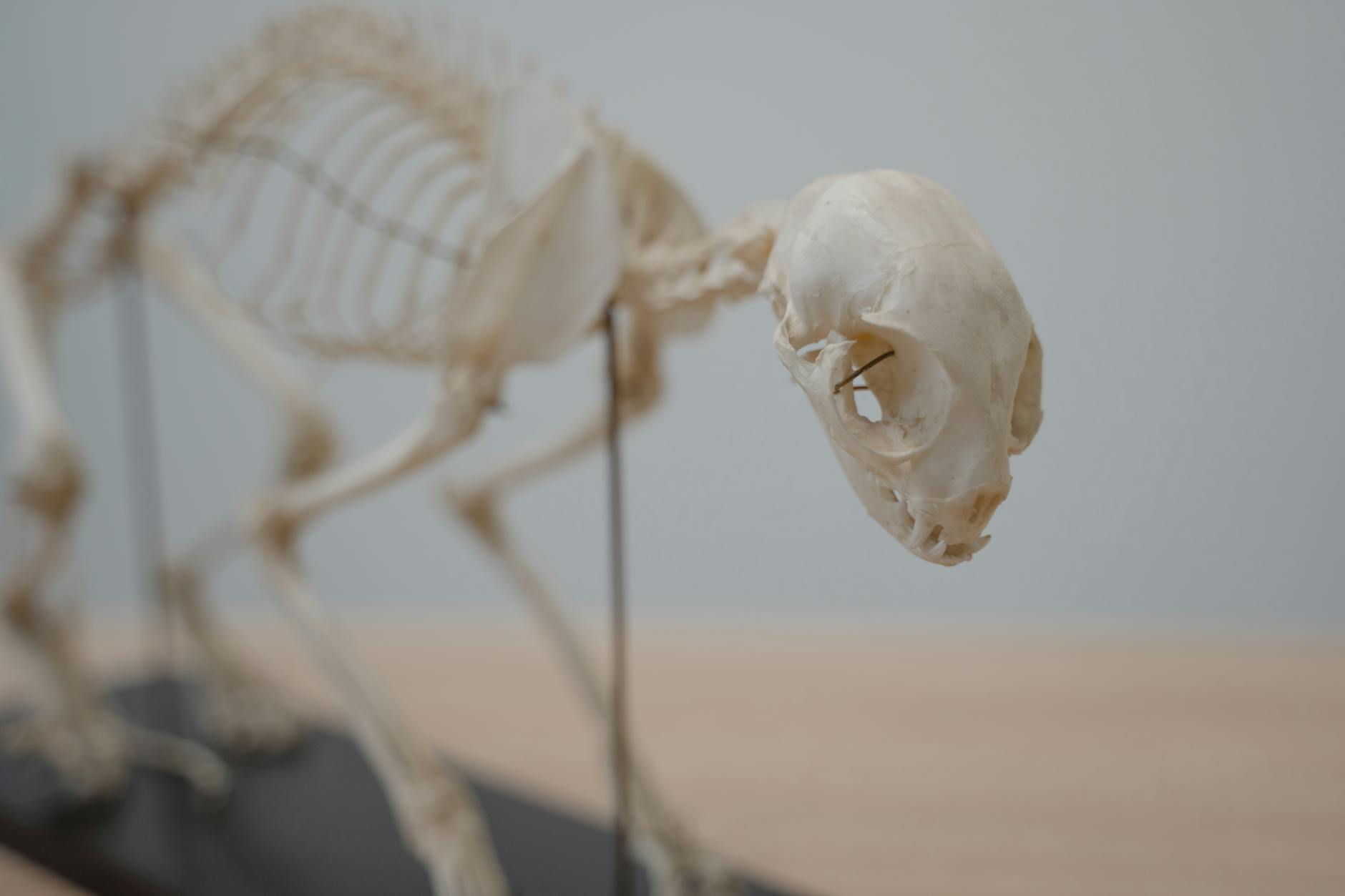 Bone
