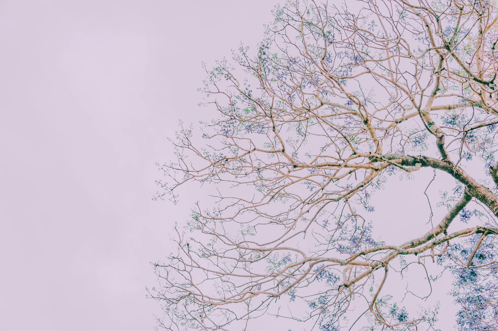 Branch