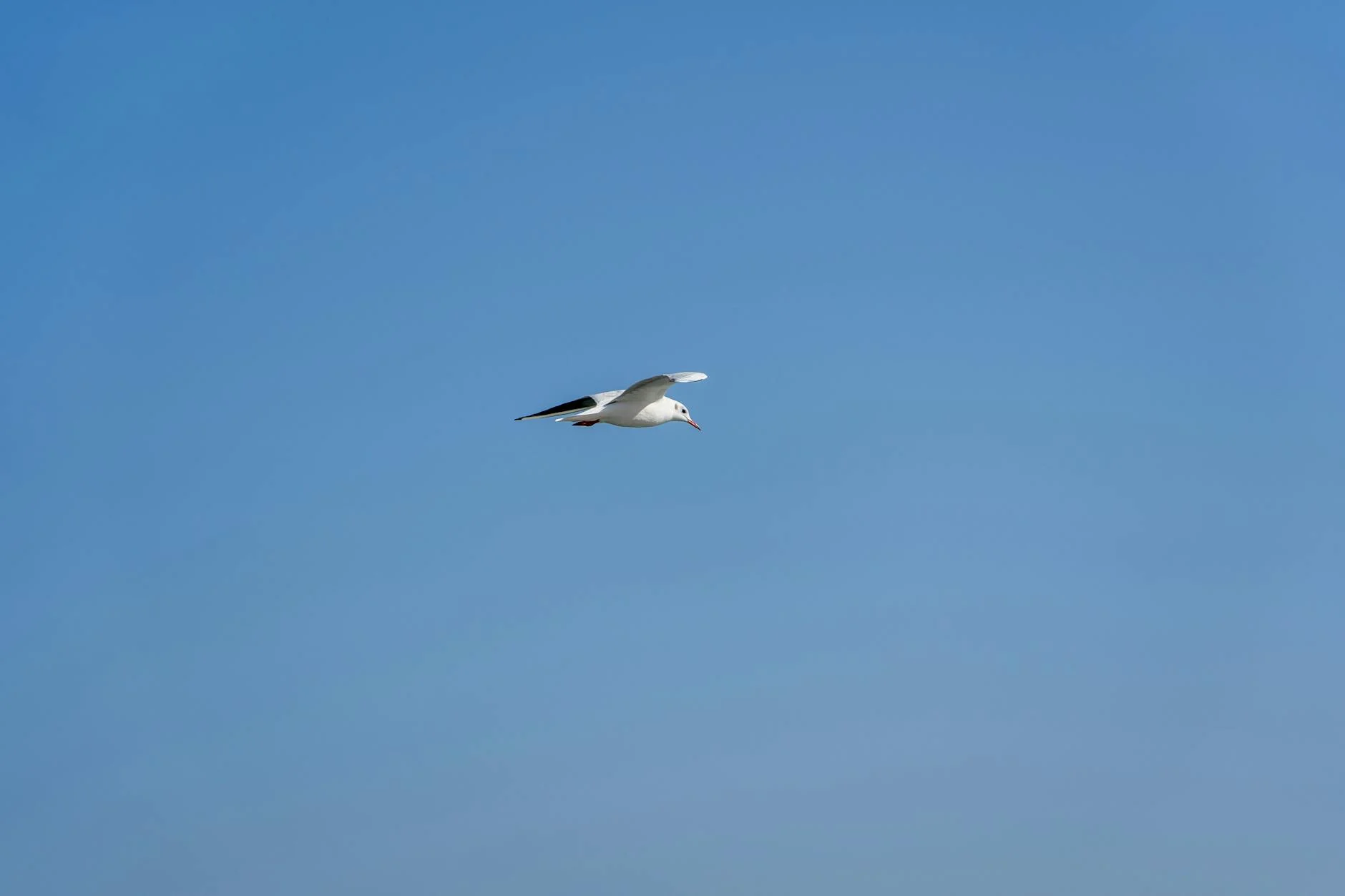 Breeze