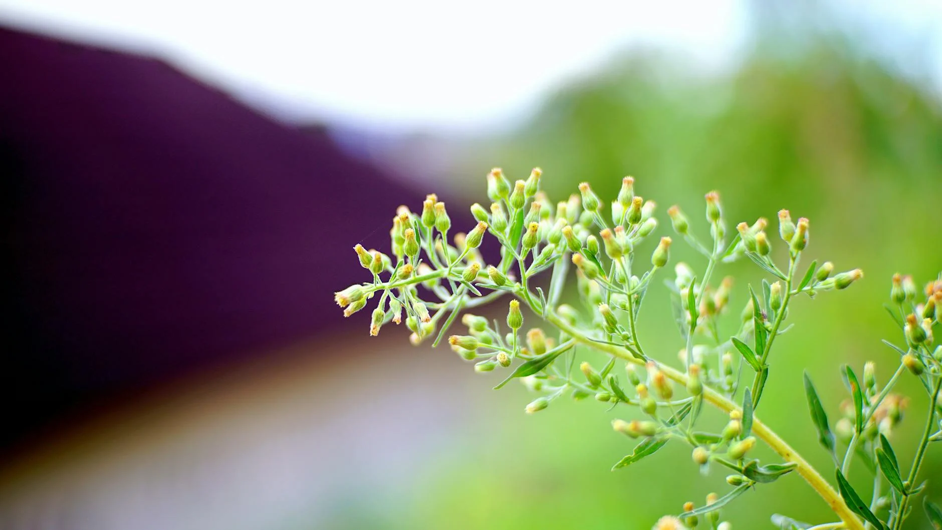 Bud