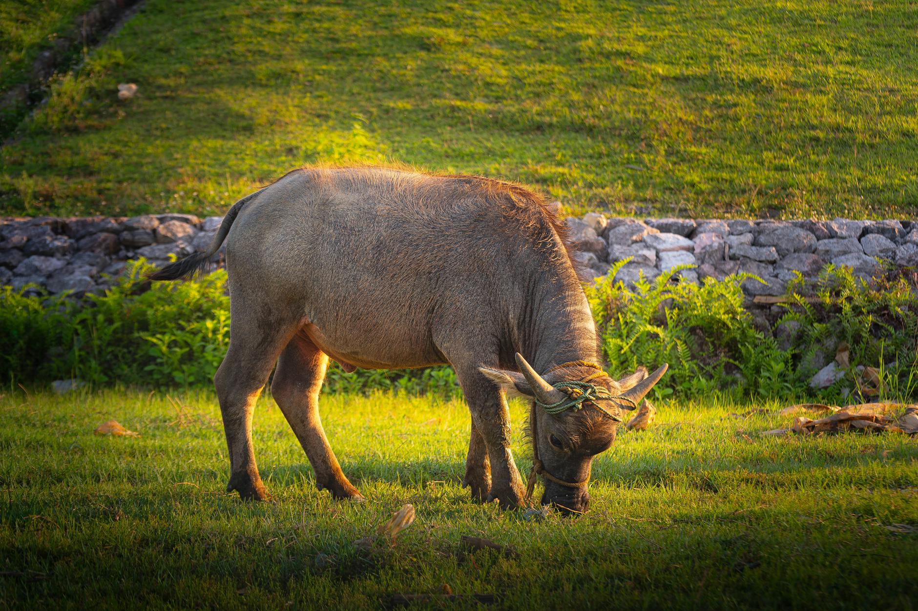 Buffalo