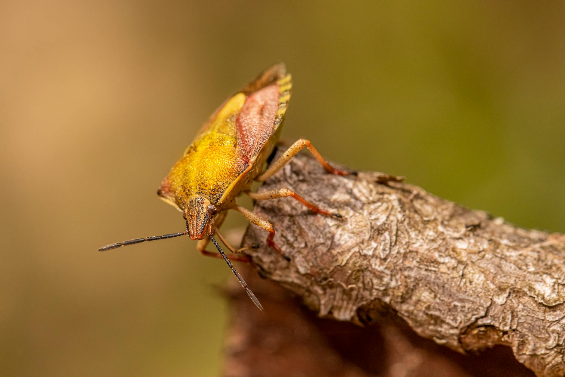 Bug