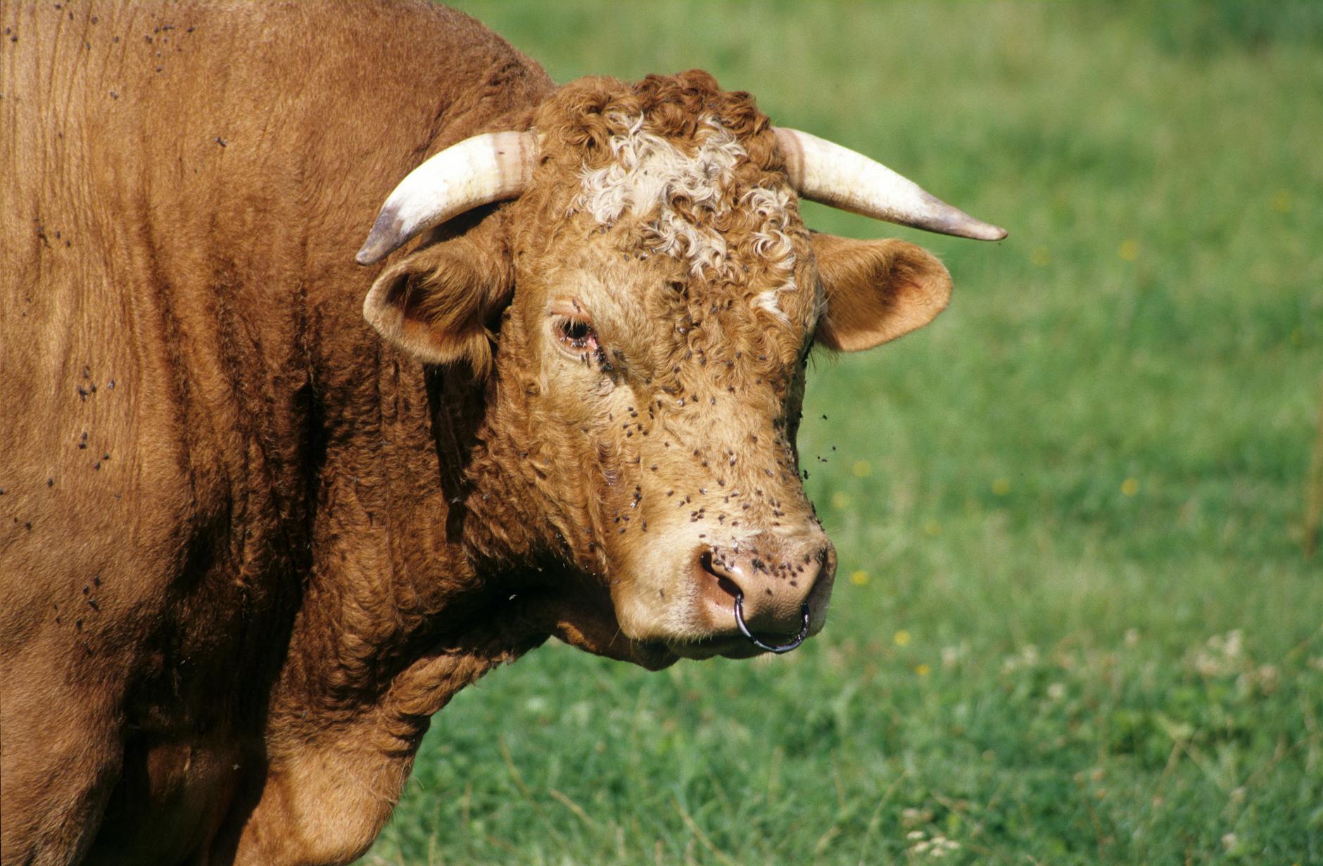 Bull