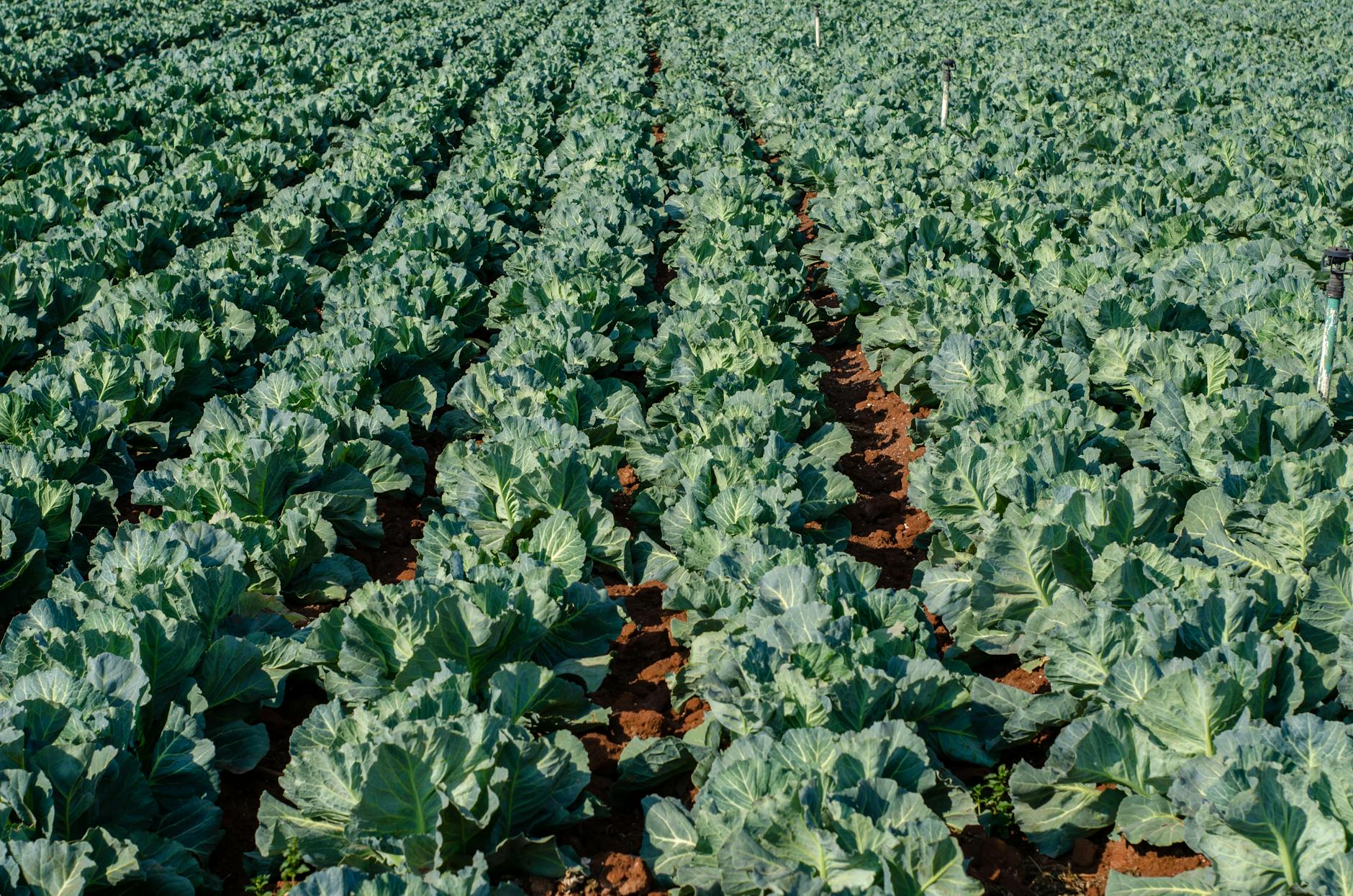 Cabbage (Капуста) — зелёный овощ