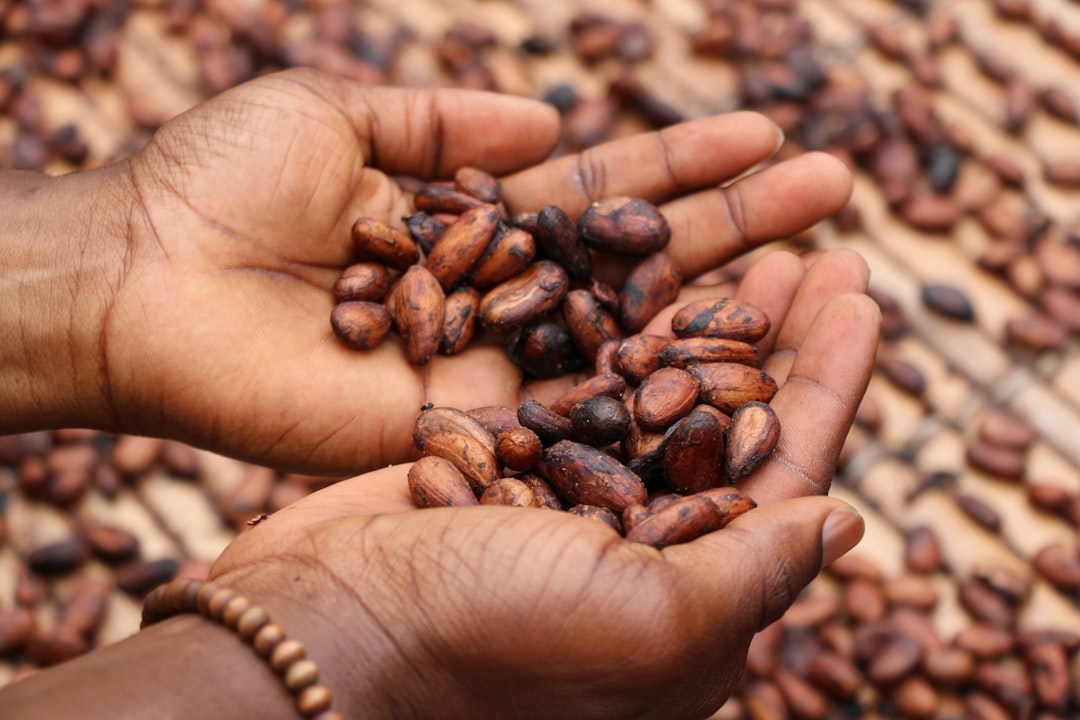 Cacao (Какао) — плоды дерева, из которых делают шоколад