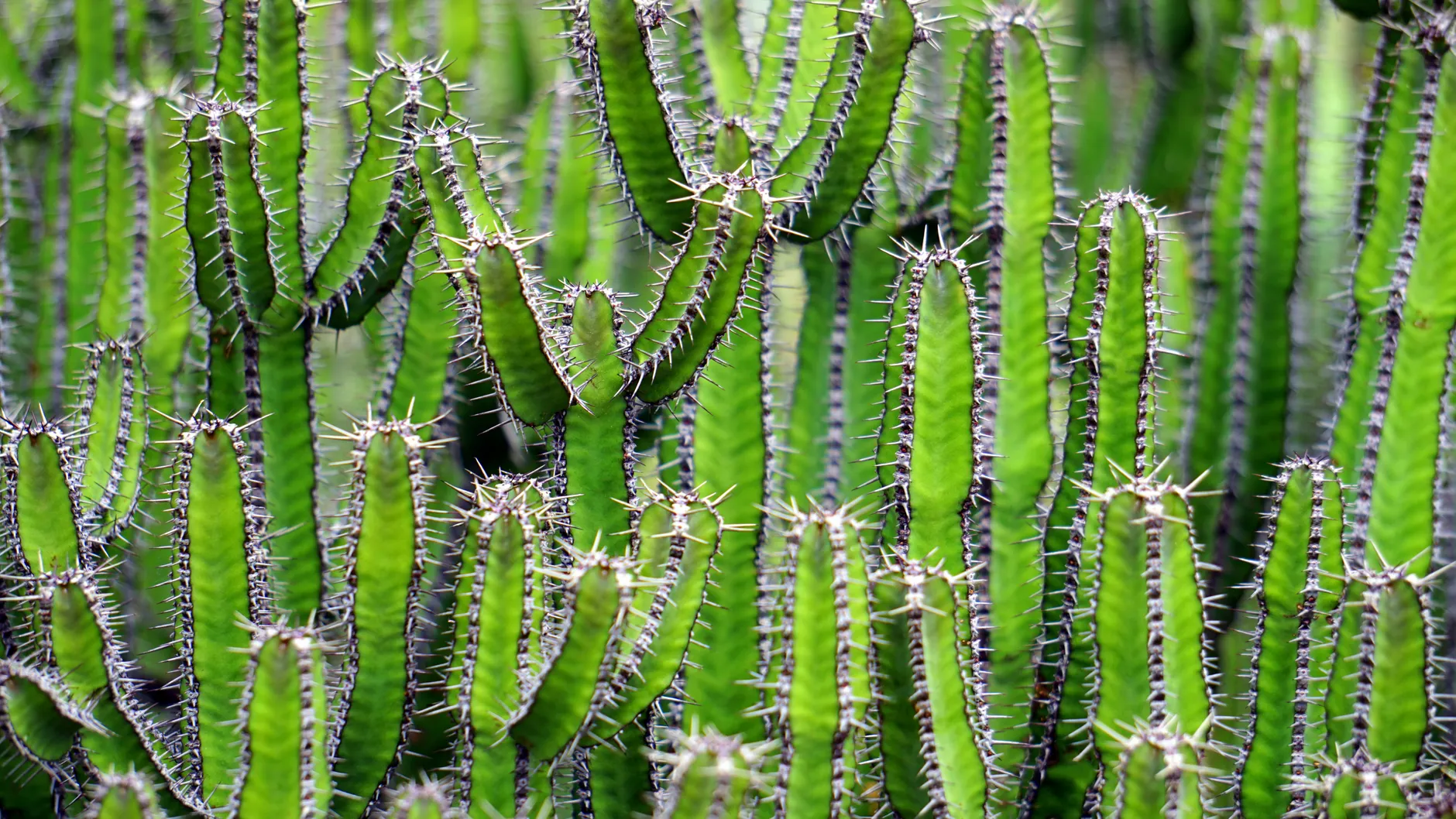 Cacti