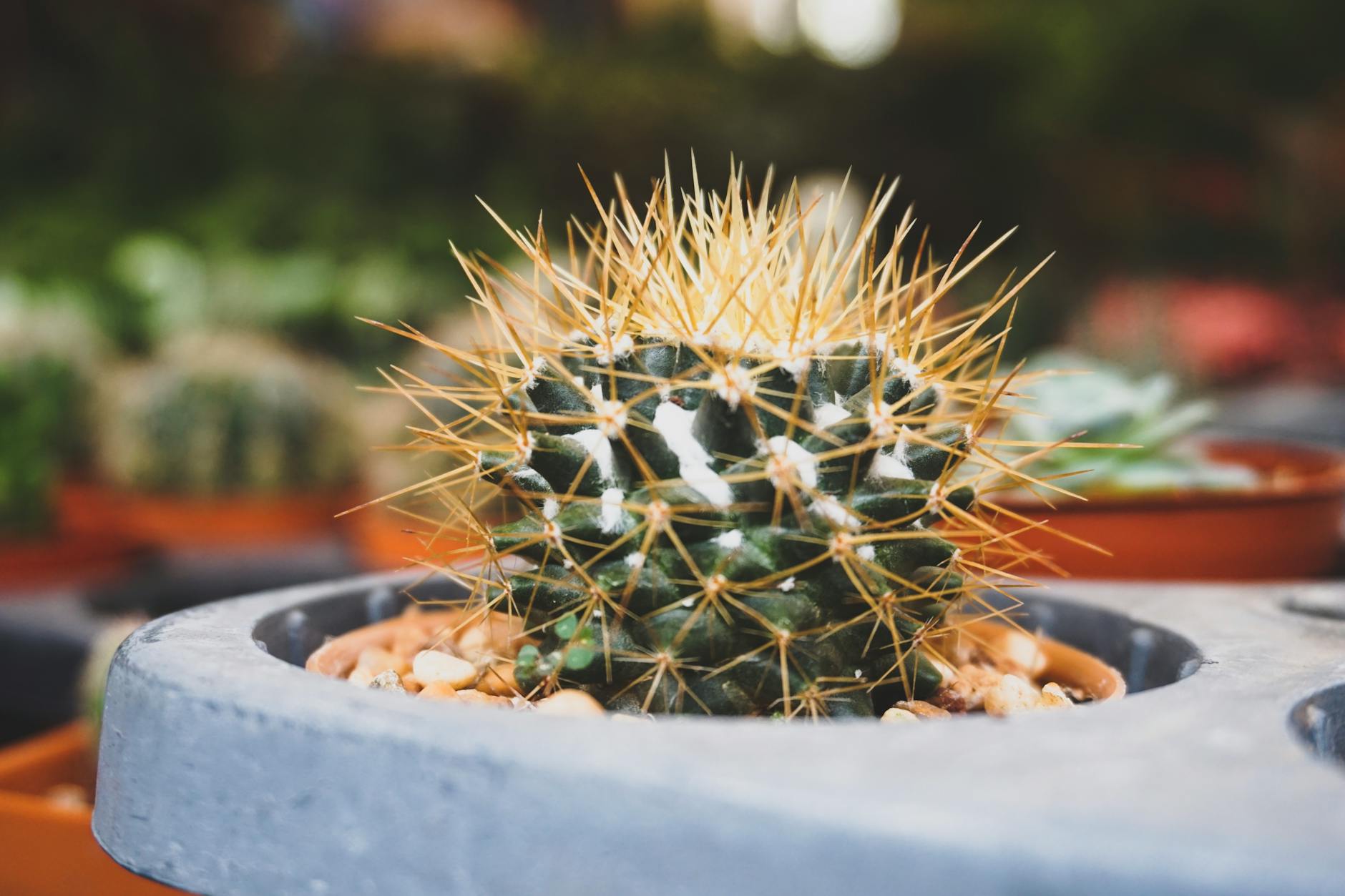 Cactus