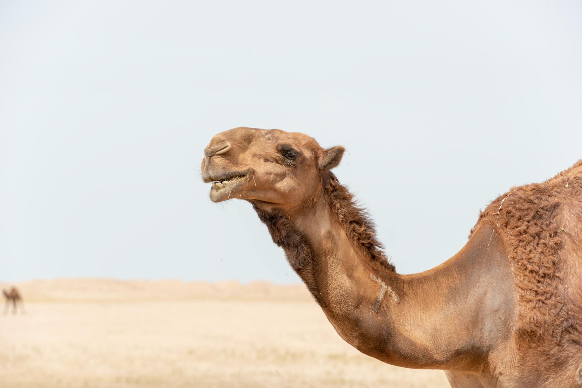 Camel