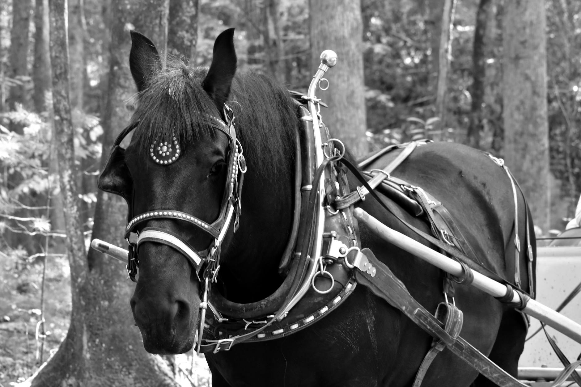 Carriage