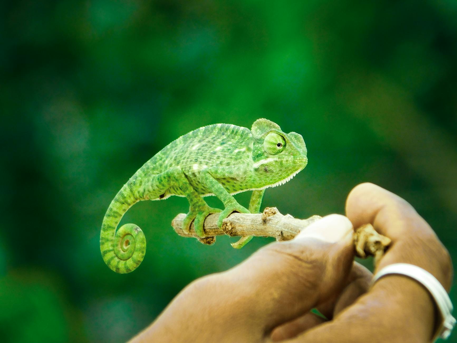Chameleon