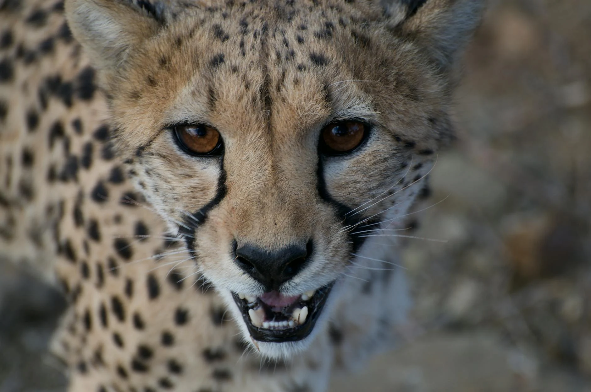 Cheetah (Гепард) — самое быстрое животное на земле