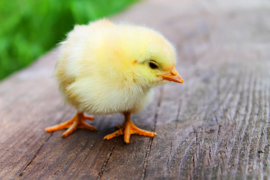 Chick (Цыпленок) — маленький желтый птенец