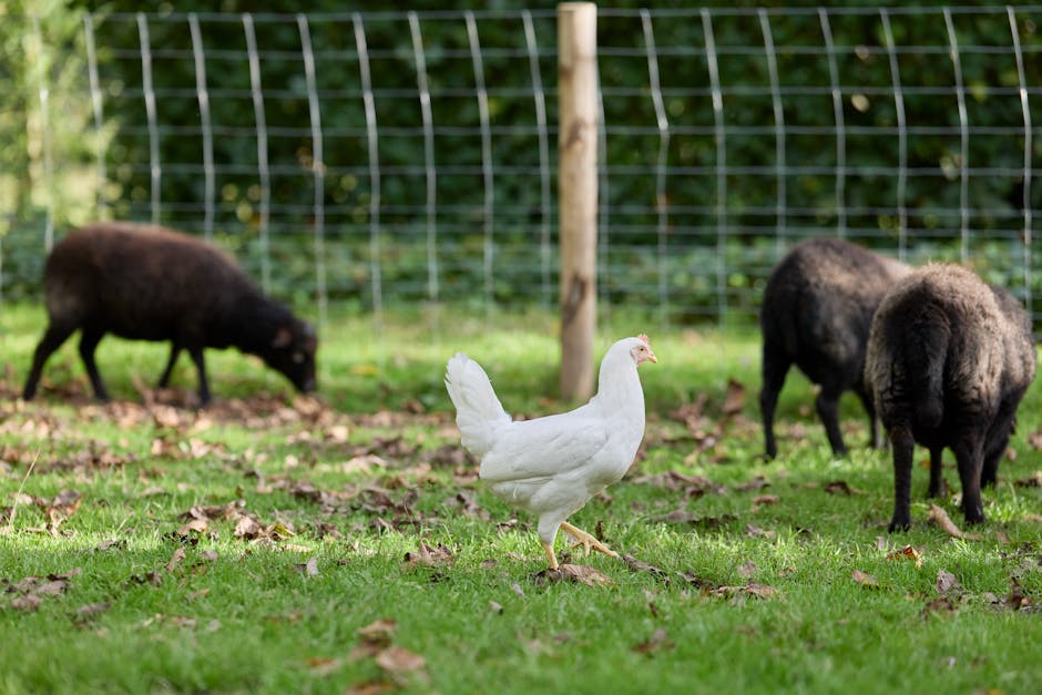 Chicken