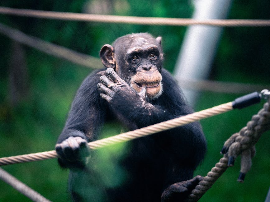 Chimp (Шимпанзе) — умная обезьяна из Африки