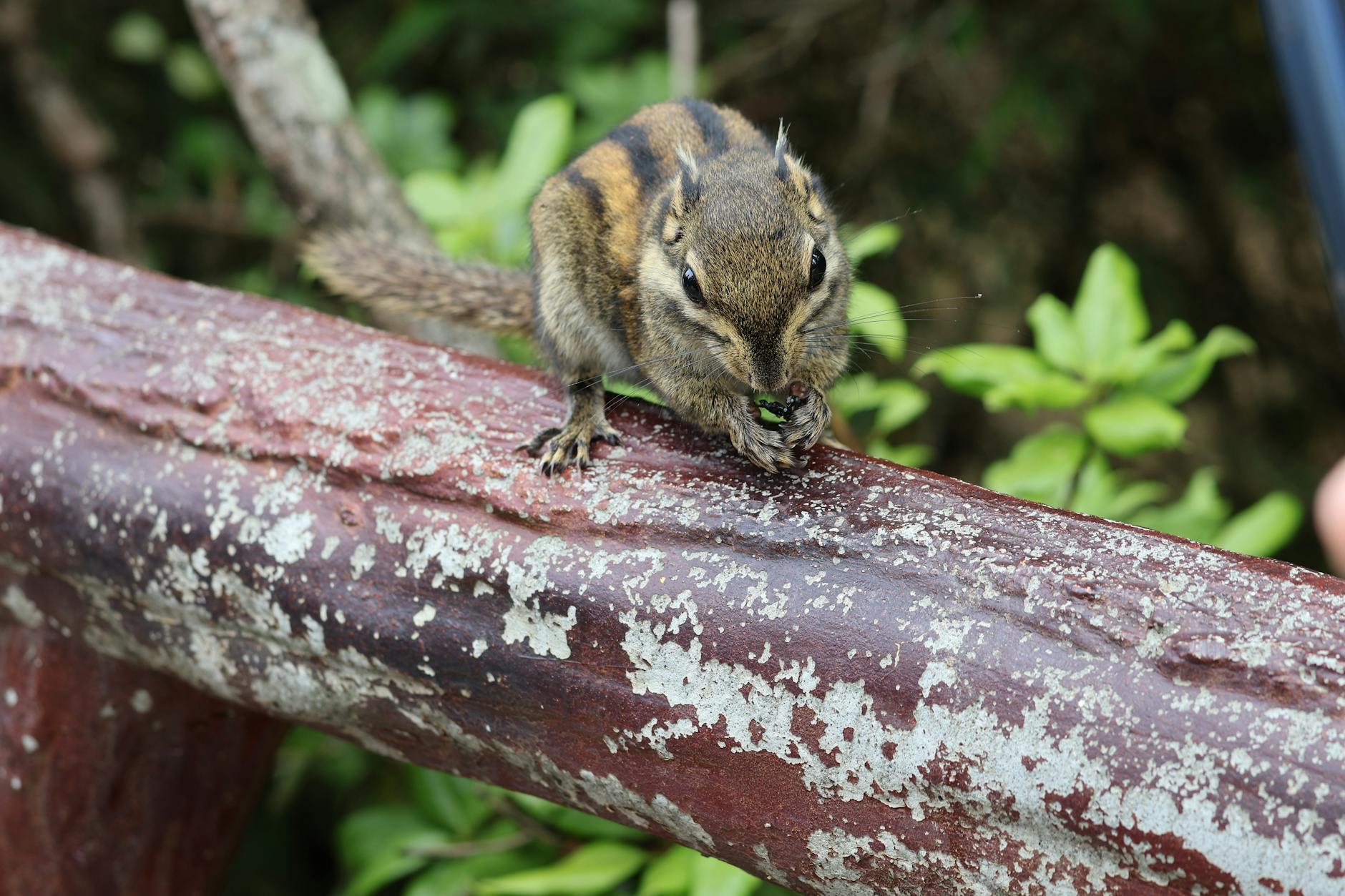 Chipmunk (Бурундук) — маленький полосатый грызун