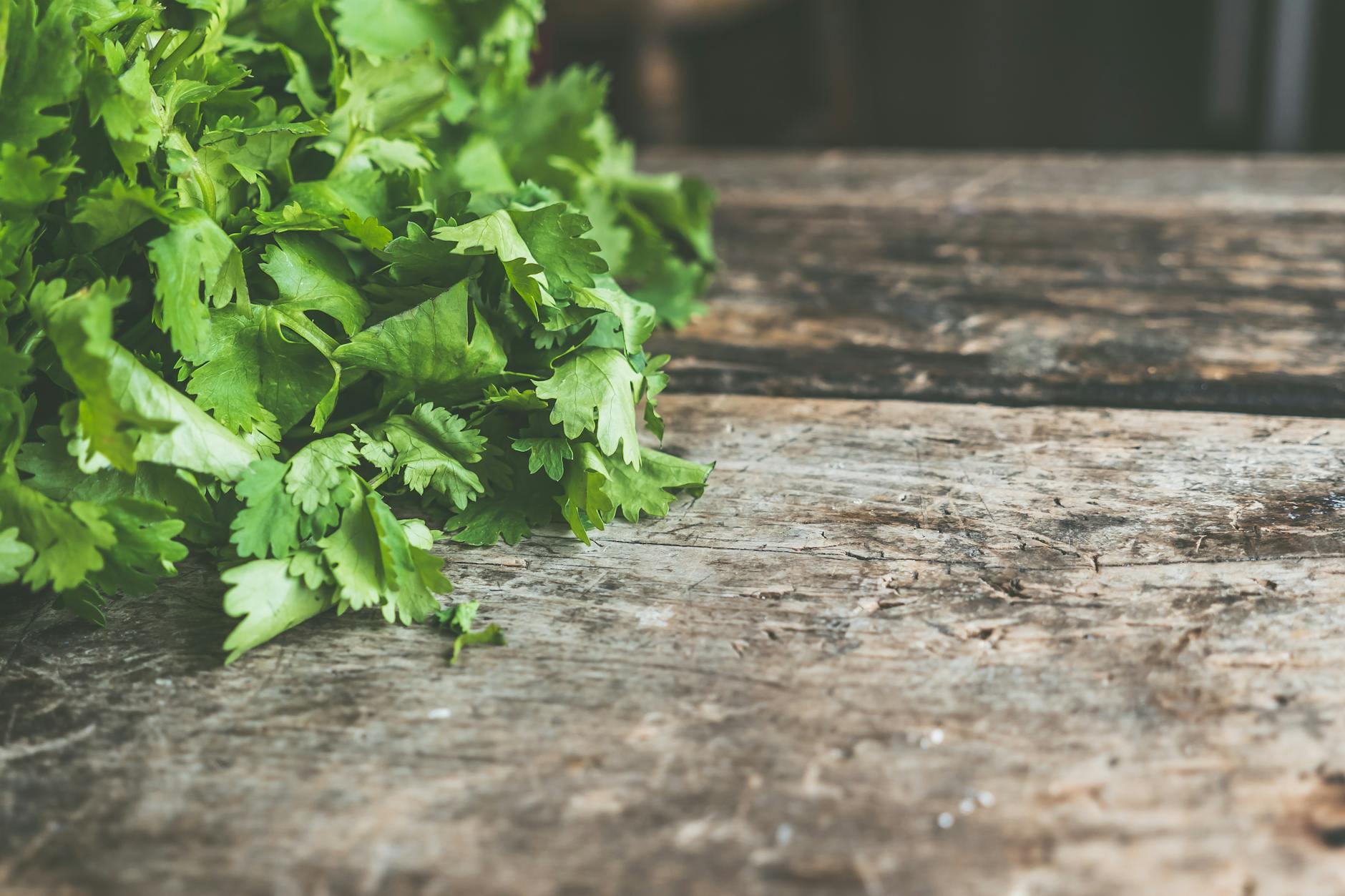 Cilantro (Кинза) — свежая ароматная зелень