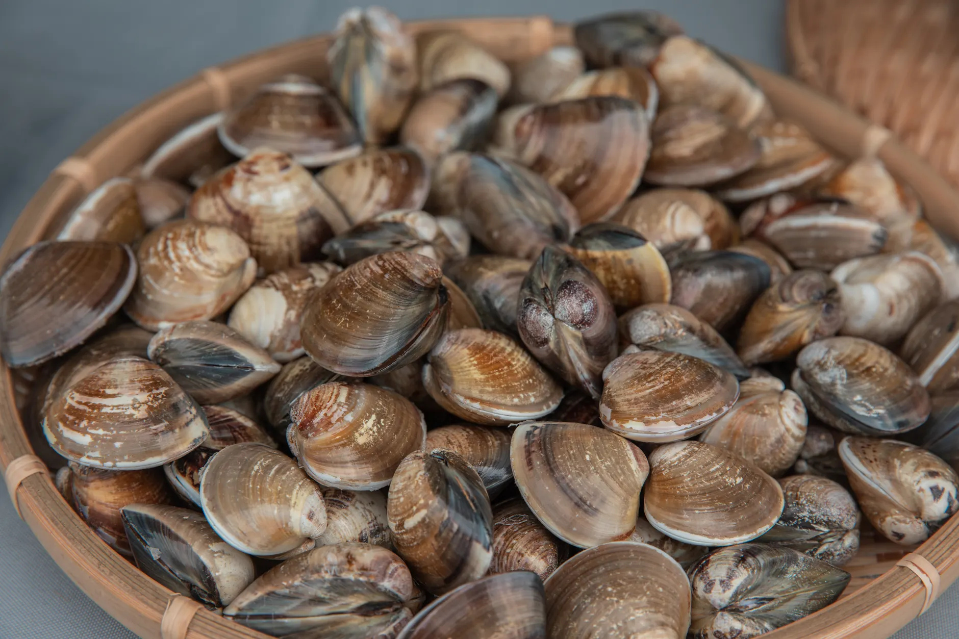 Clam (Моллюск) — морское животное в раковине