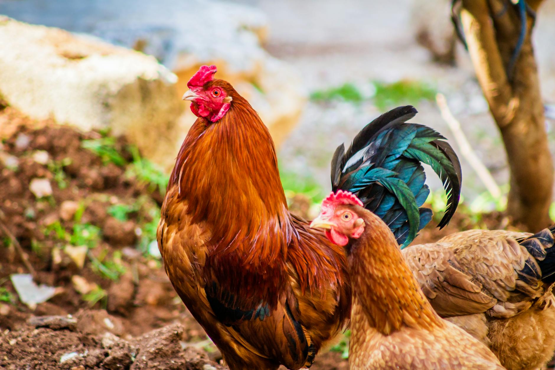 Cockerel (Молодой петух) — молодая птица на ферме