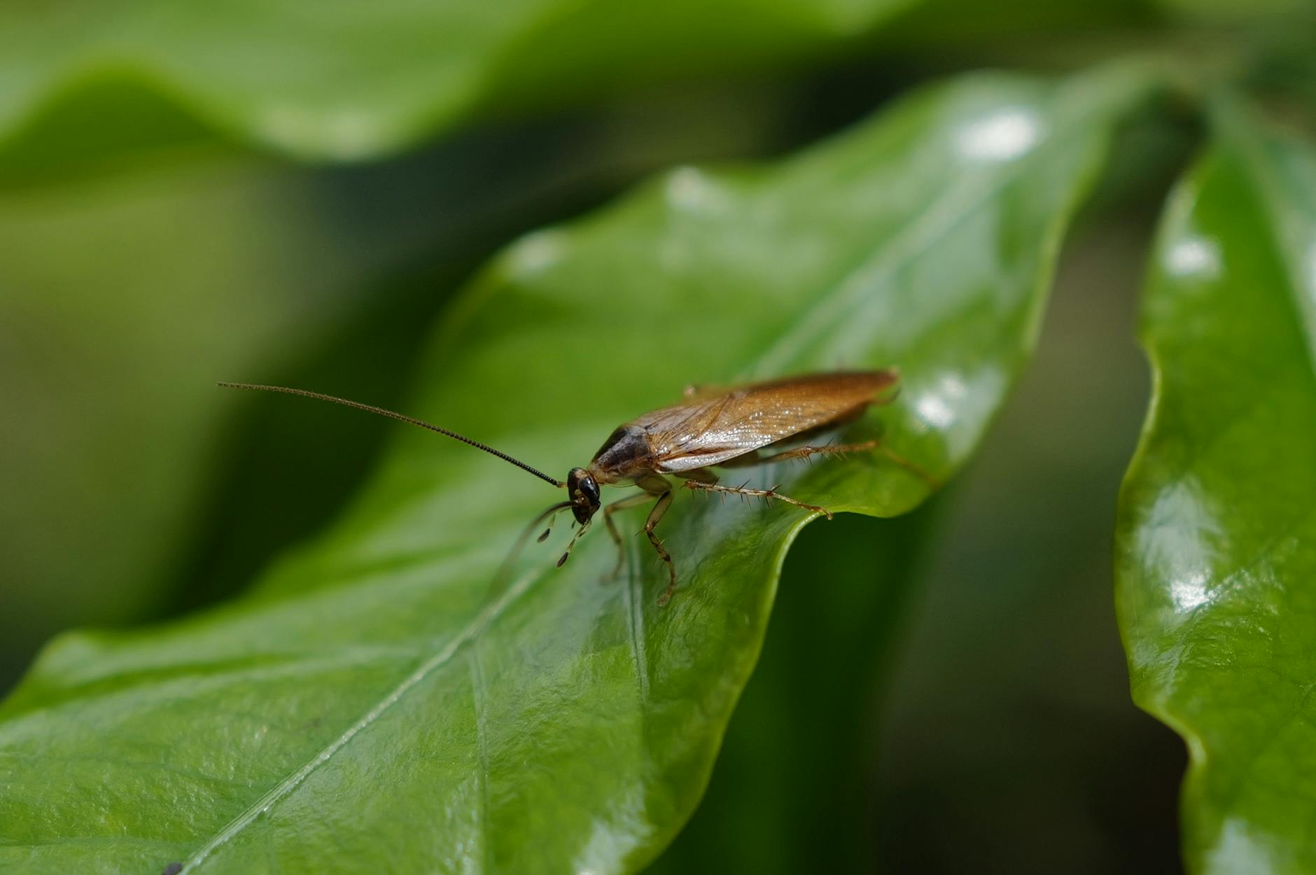 Cockroach (Таракан) — маленькое насекомое