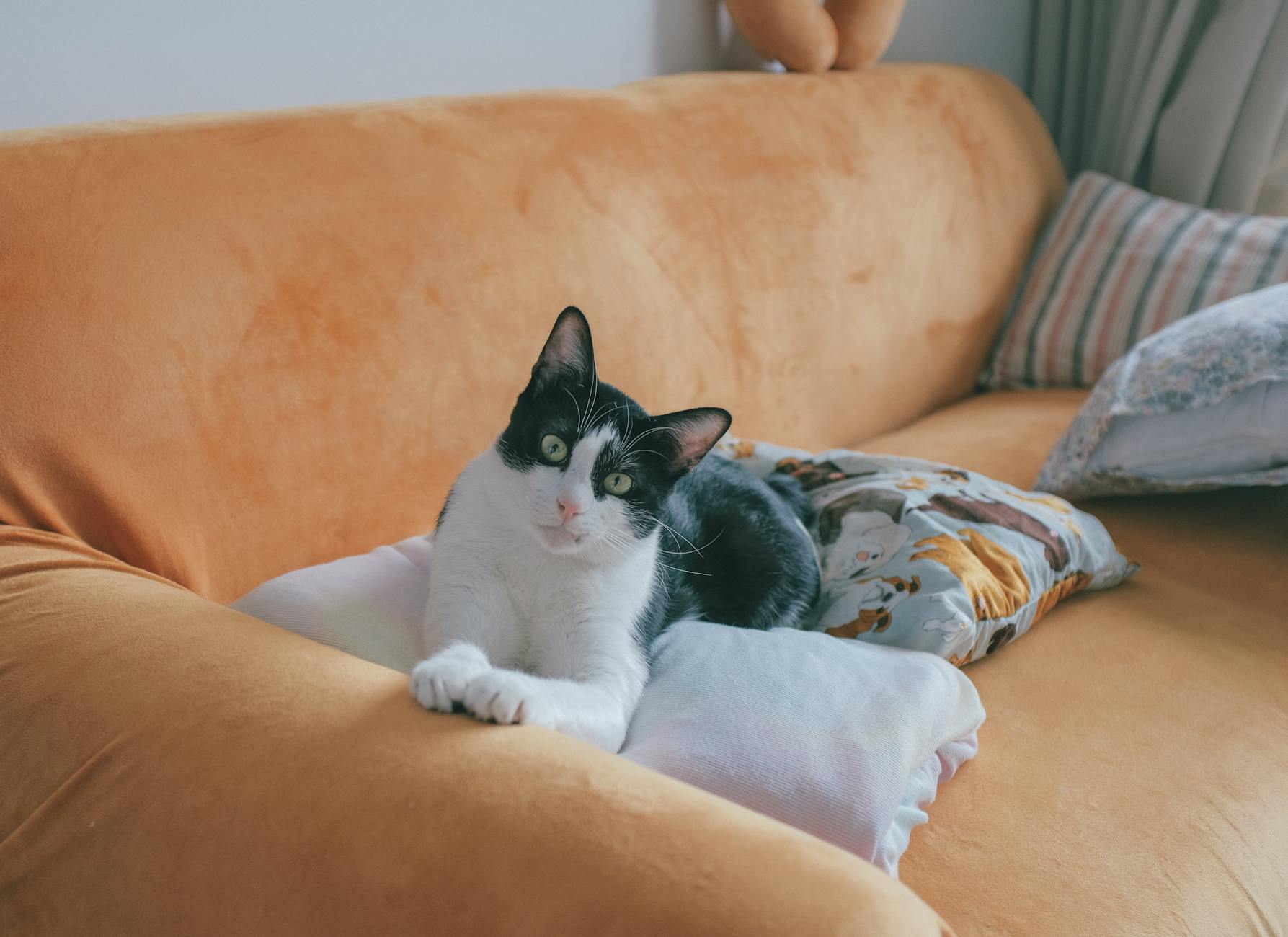 Couch (Диван) — удобный предмет мебели для дома