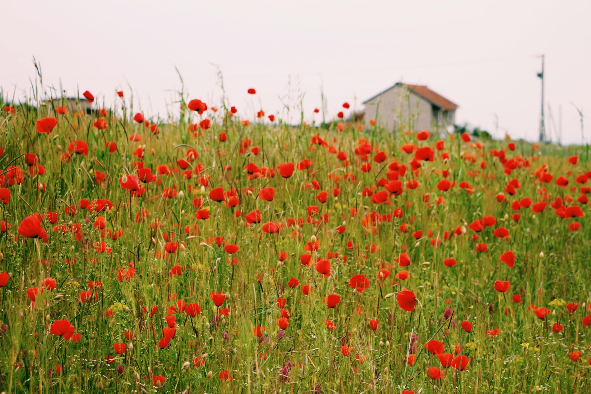 Countryside (Сельская местность) — поля, деревья и природа