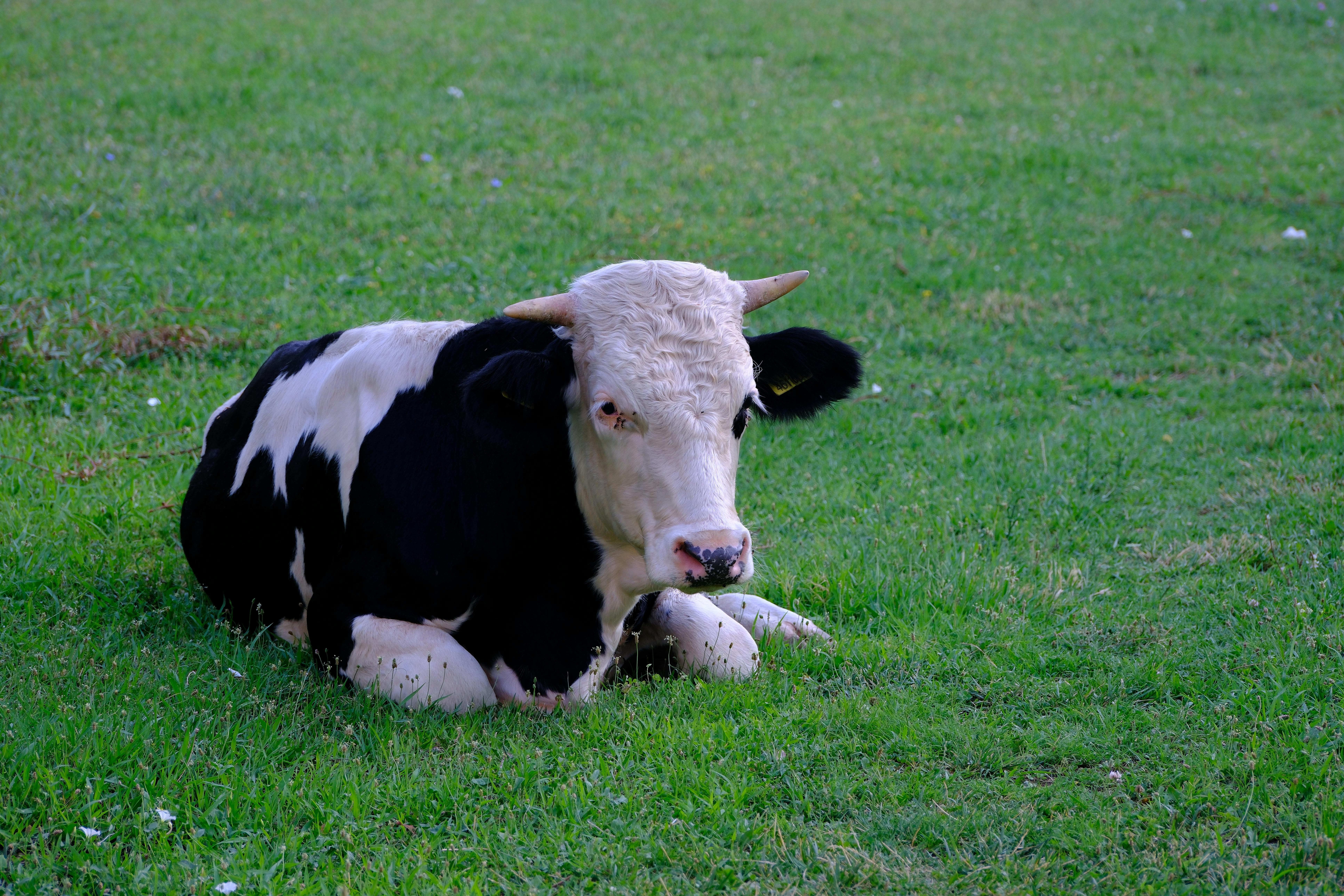 Cow