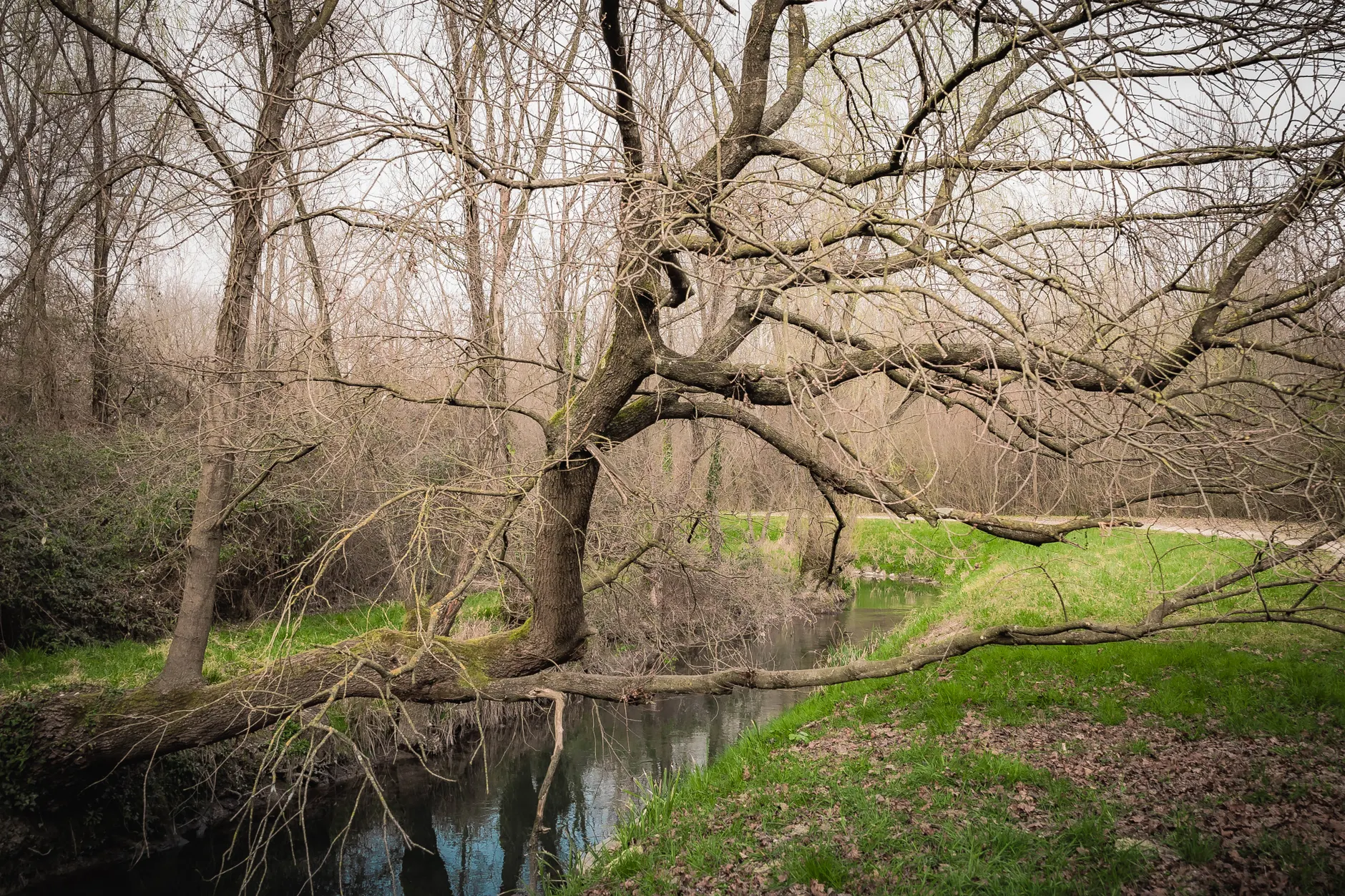 Creek (Ручей) — небольшой водный поток в лесу