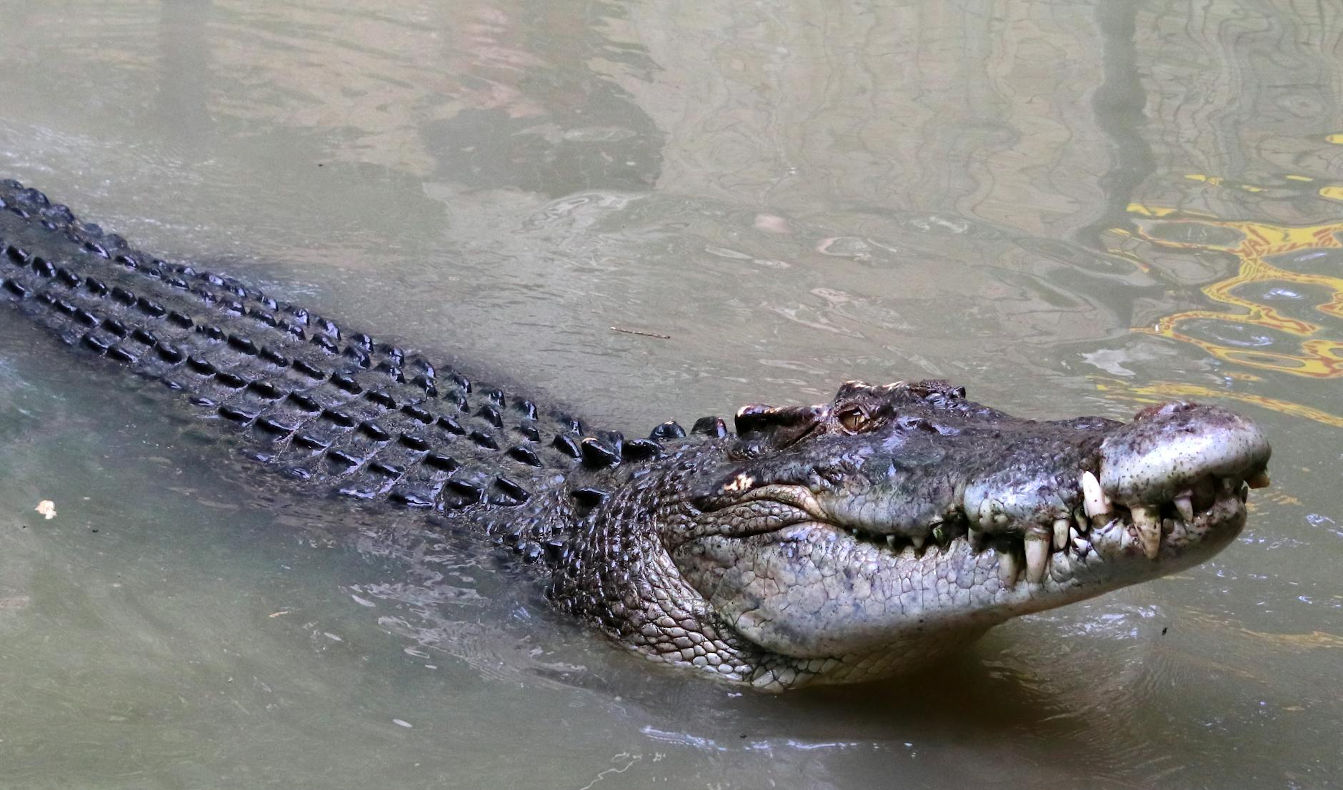 Crocodile