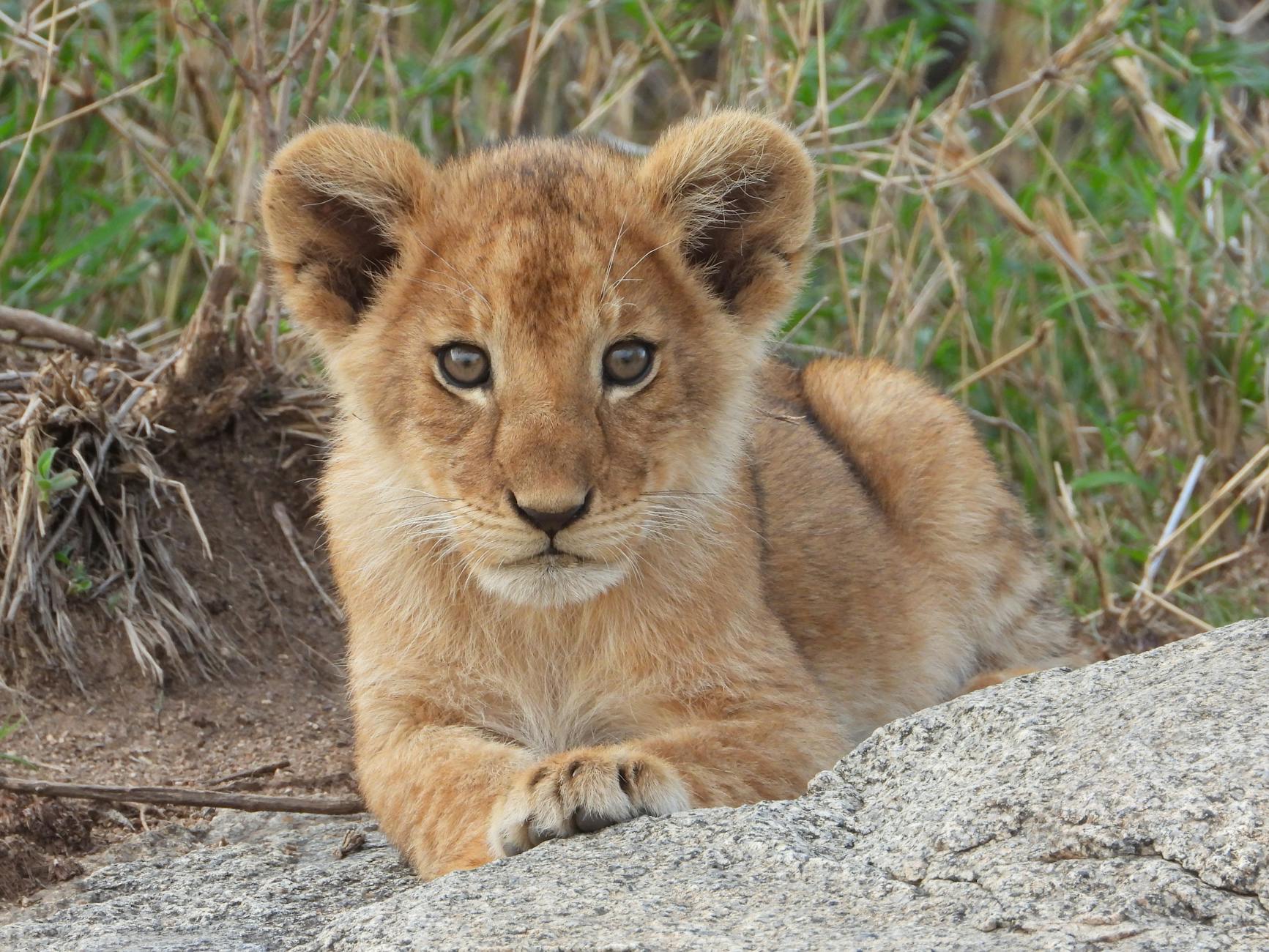 Cub (Детеныш) — маленький детеныш хищного животного