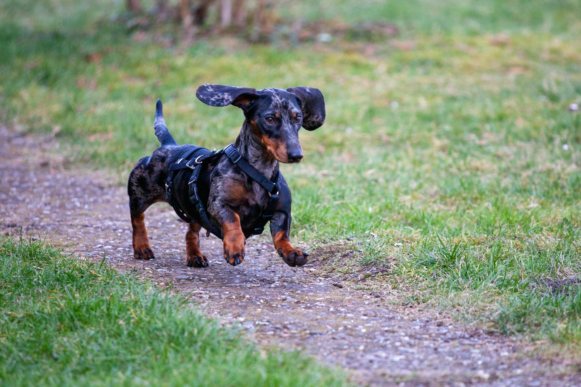 Dachshund (Такса) — порода собак с длинным телом и короткими лапами
