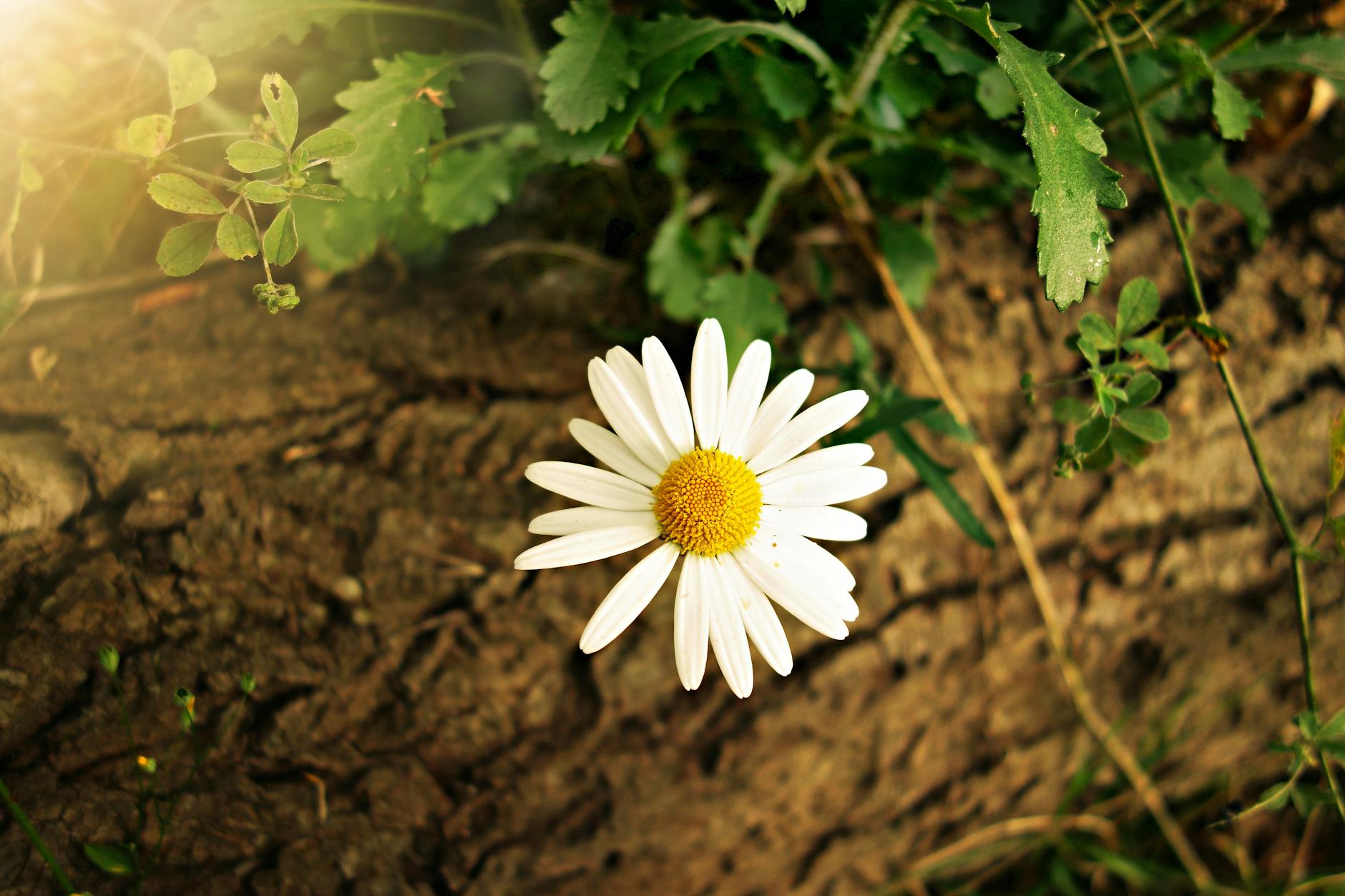 Daisy (Маргаритка) — нежный полевой цветок
