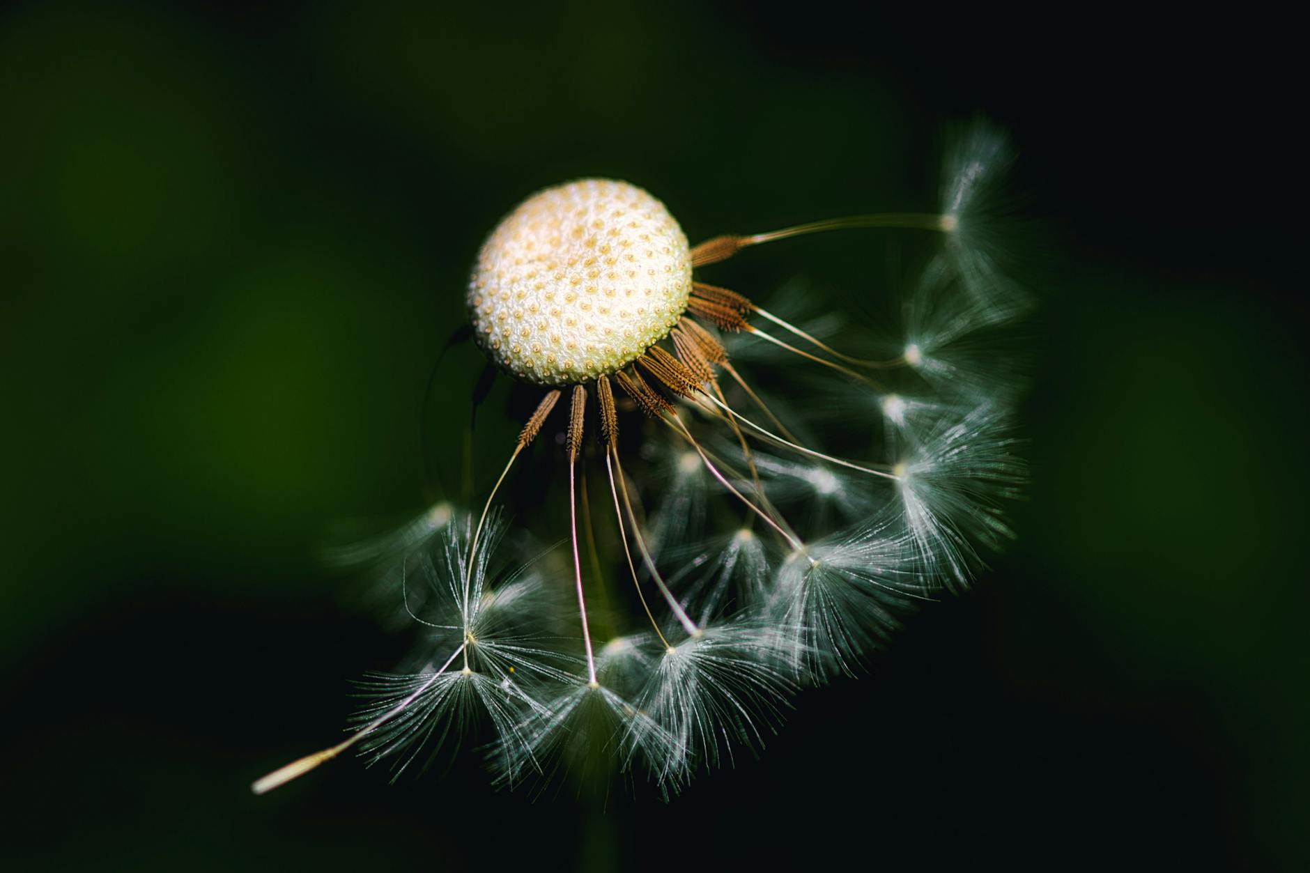 Dandelion (Одуванчик) — жёлтый цветок с пушистыми семенами