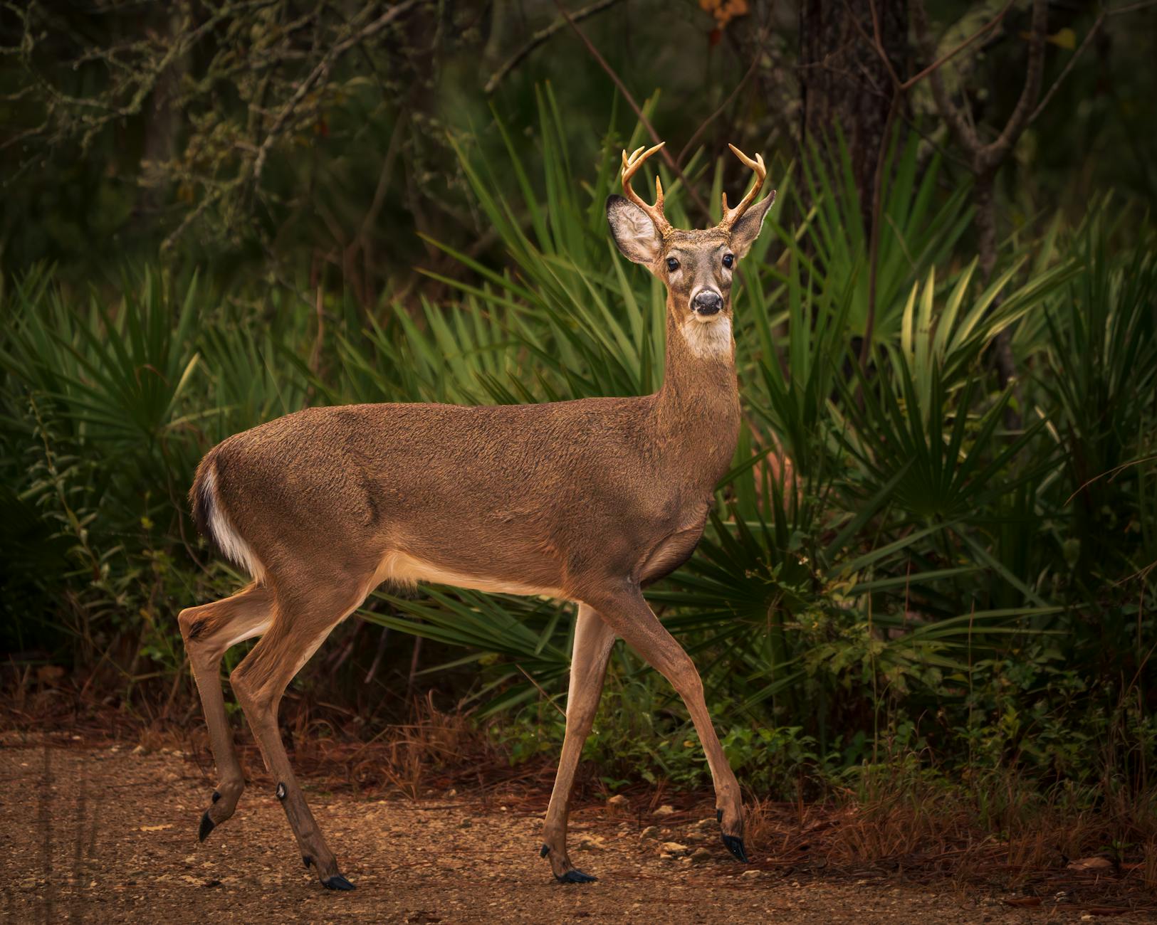 Deer (Олень) — грациозное лесное животное