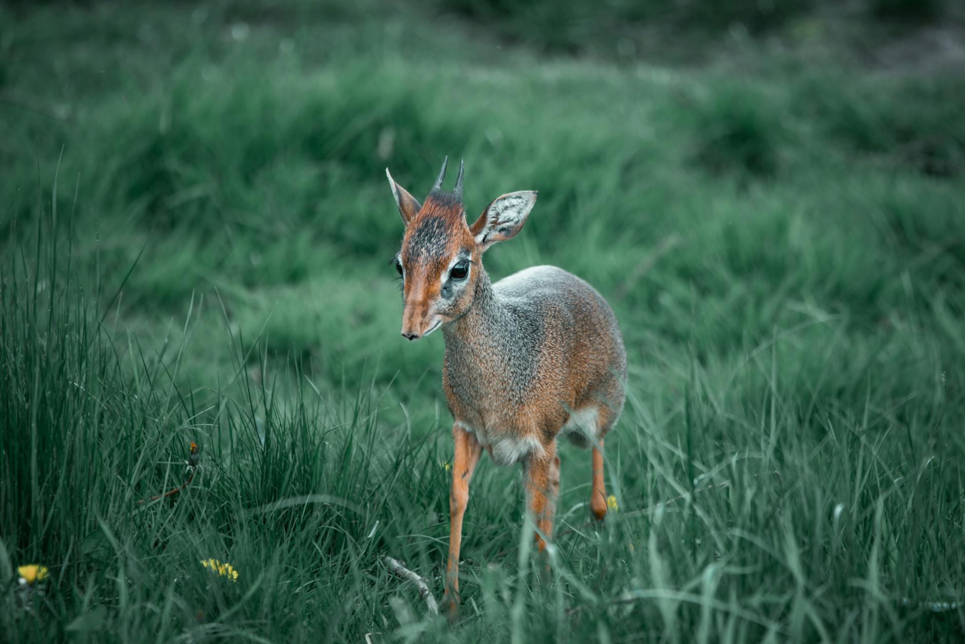 Dik (Дик) — популярное мужское имя