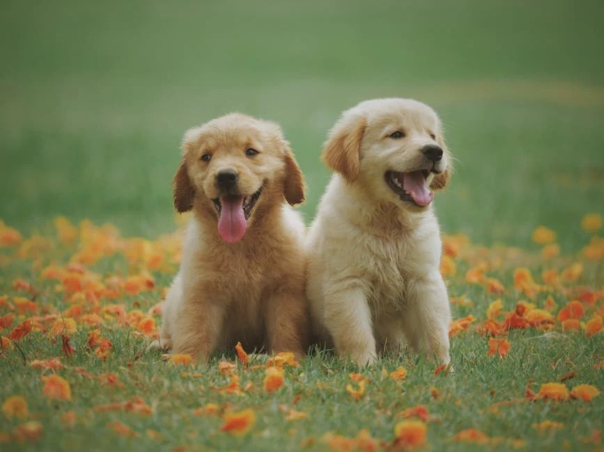 Dog (Собака) — домашнее животное