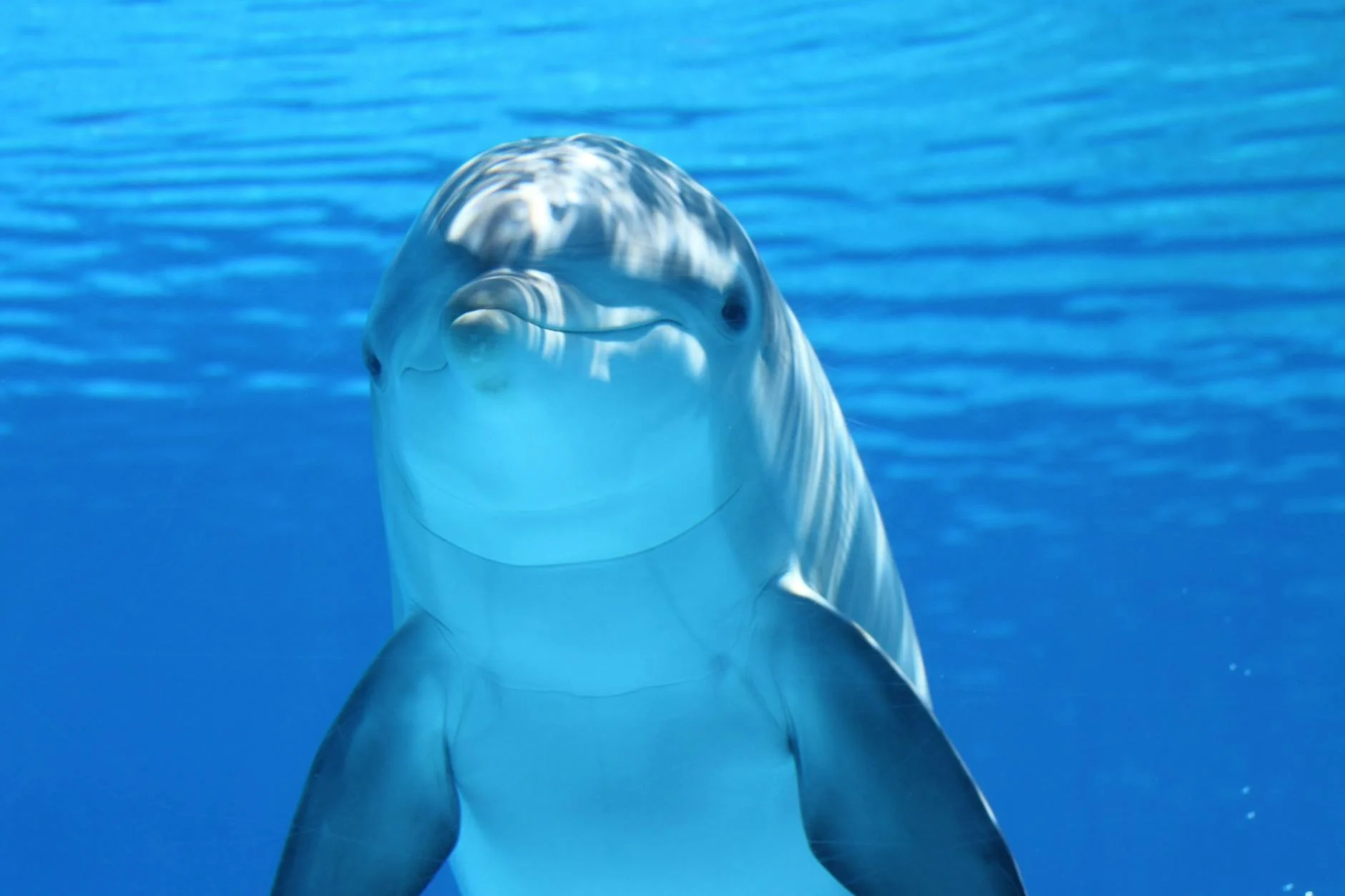 Dolphin (Дельфин) — умное морское млекопитающее