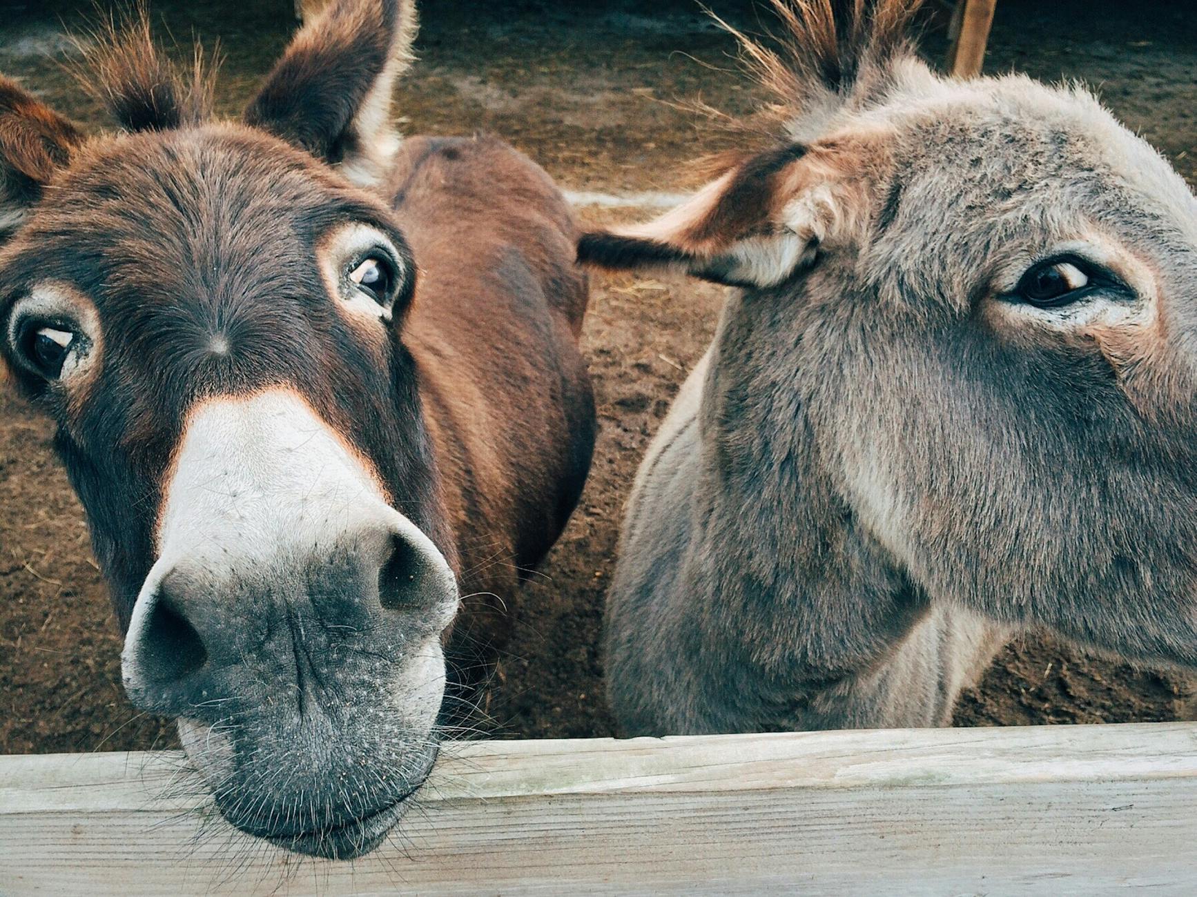Donkey (Осёл) — домашнее животное с длинными ушами