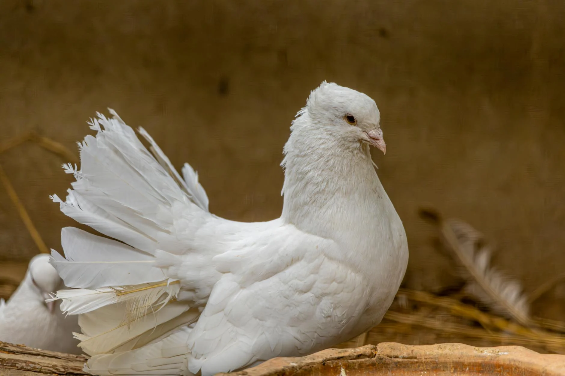 Dove (Голубь) — птица, символ мира