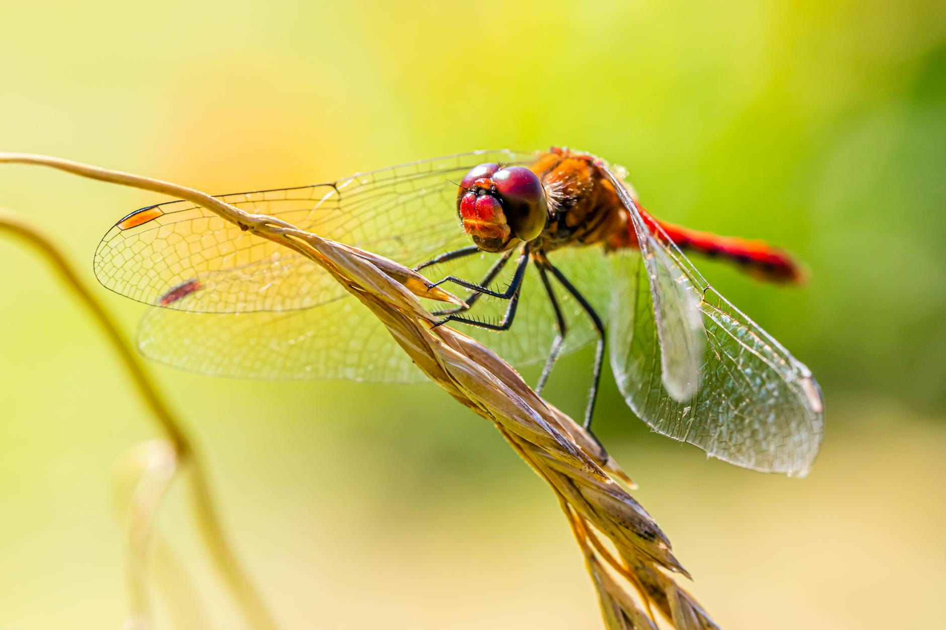 Dragonfly (Стрекоза) — красивое летающее насекомое с прозрачными крыльями